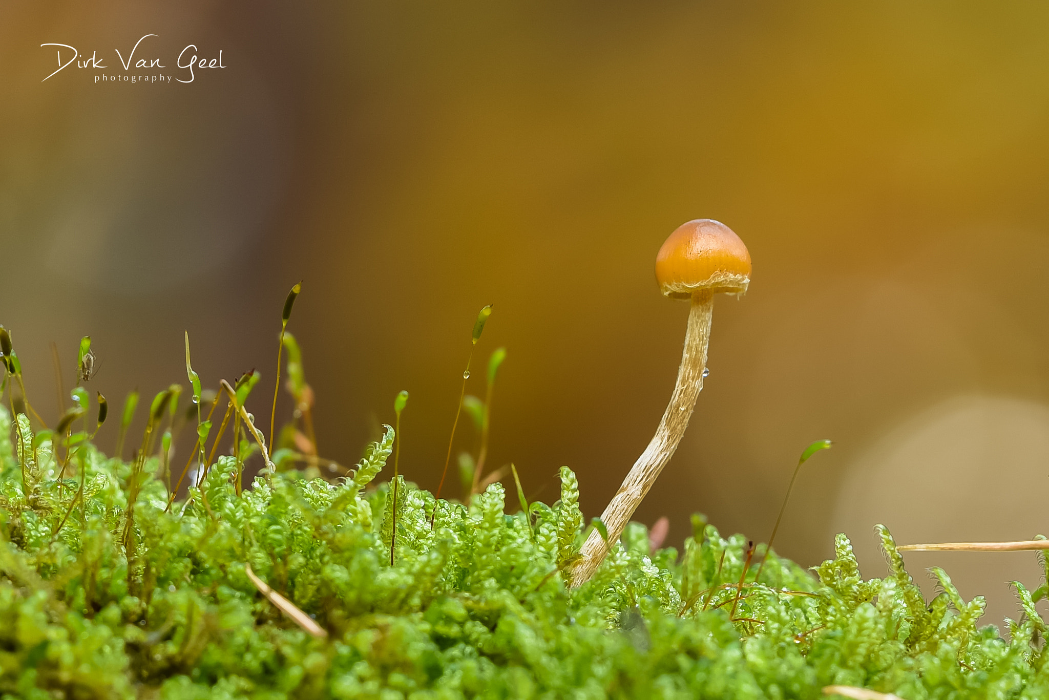 Sigma 150mm F2.8 EX DG OS Macro HSM sample photo. Little mushroom photography