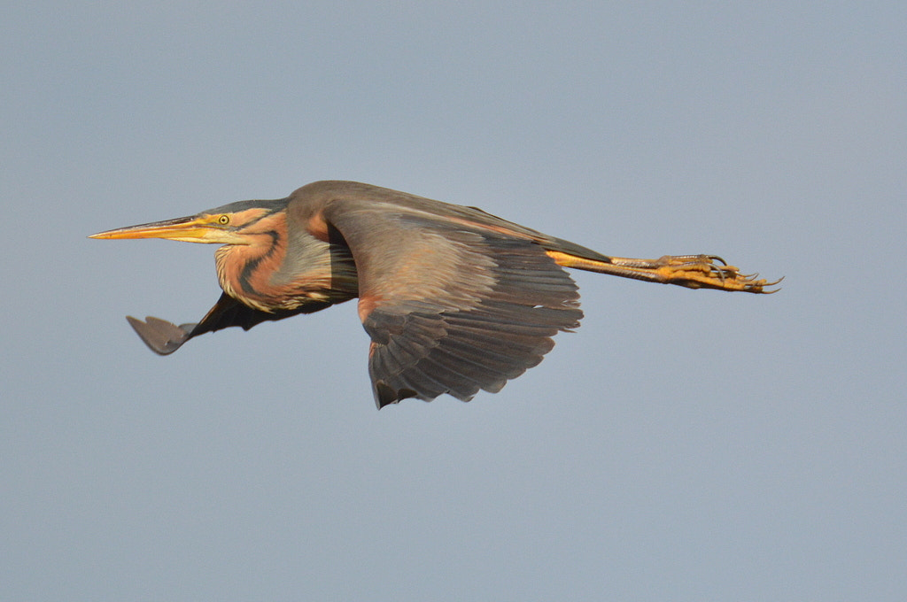 Nikon D3200 sample photo. # purple heron photography