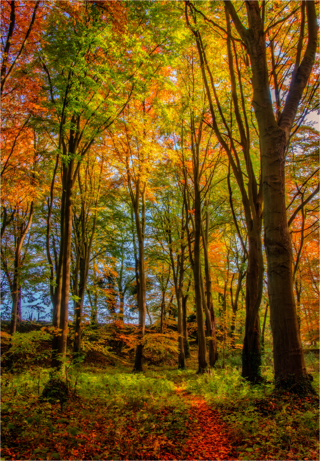 Sony SLT-A77 + Minolta AF 17-35mm F2.8-4 (D) sample photo. Woodland path, ham wood photography