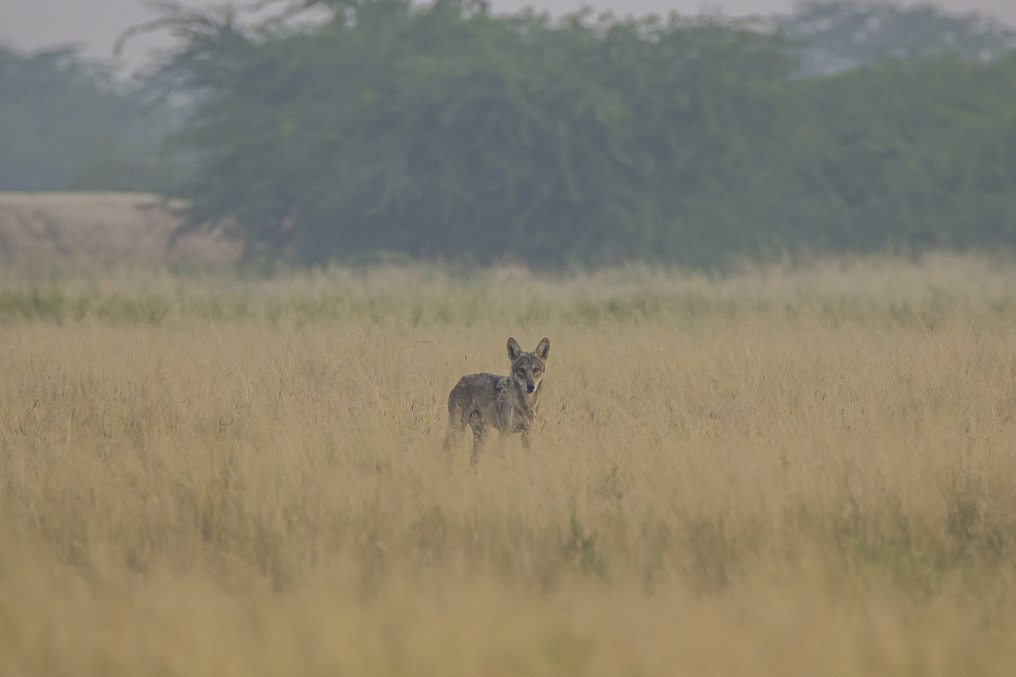 Tamron SP 150-600mm F5-6.3 Di VC USD sample photo. Indian wolf # 1 • velavadar • nov. 2016 photography