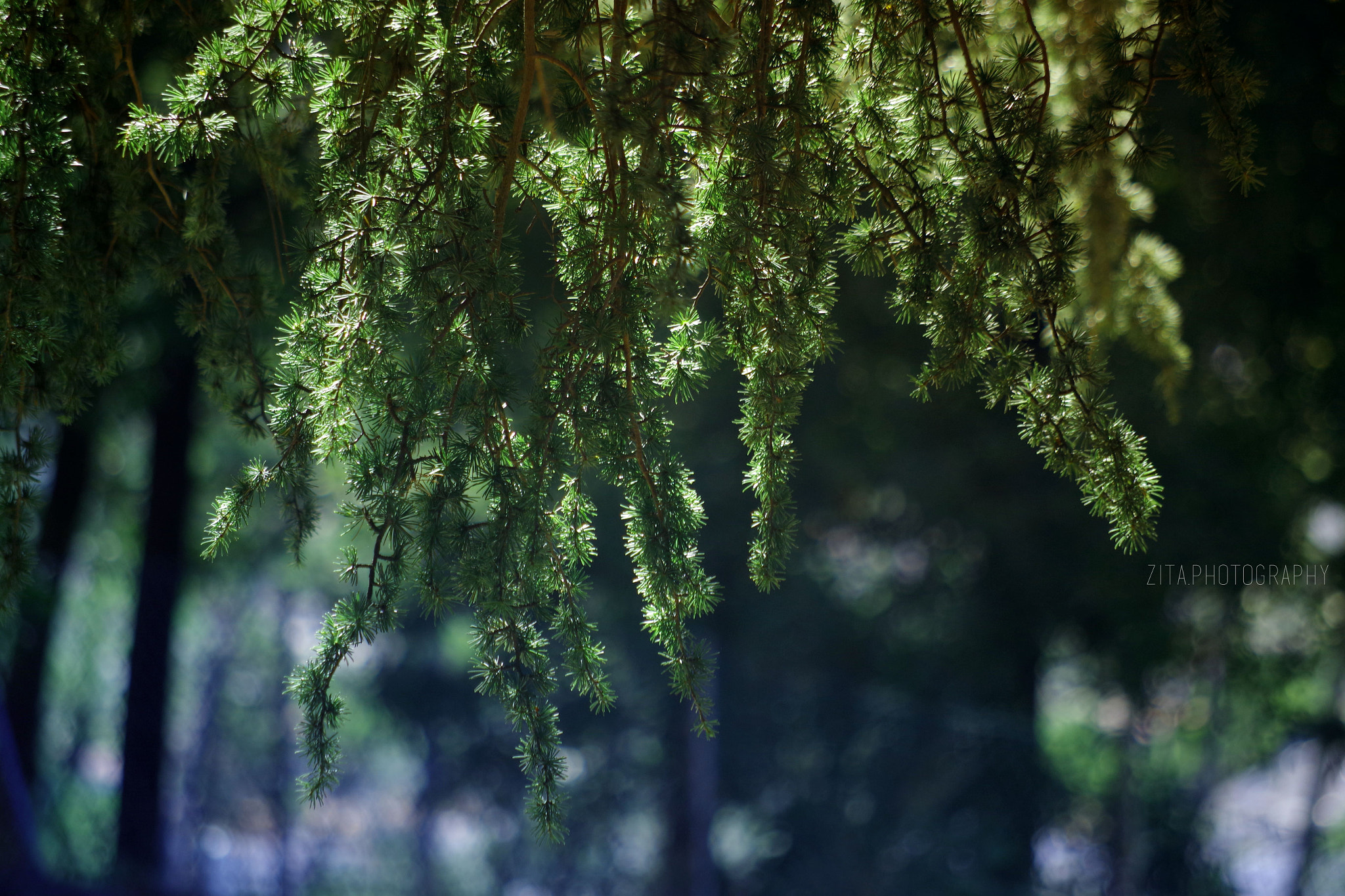 smc Pentax-DA L 50-200mm F4-5.6 ED WR sample photo. Into the woods photography