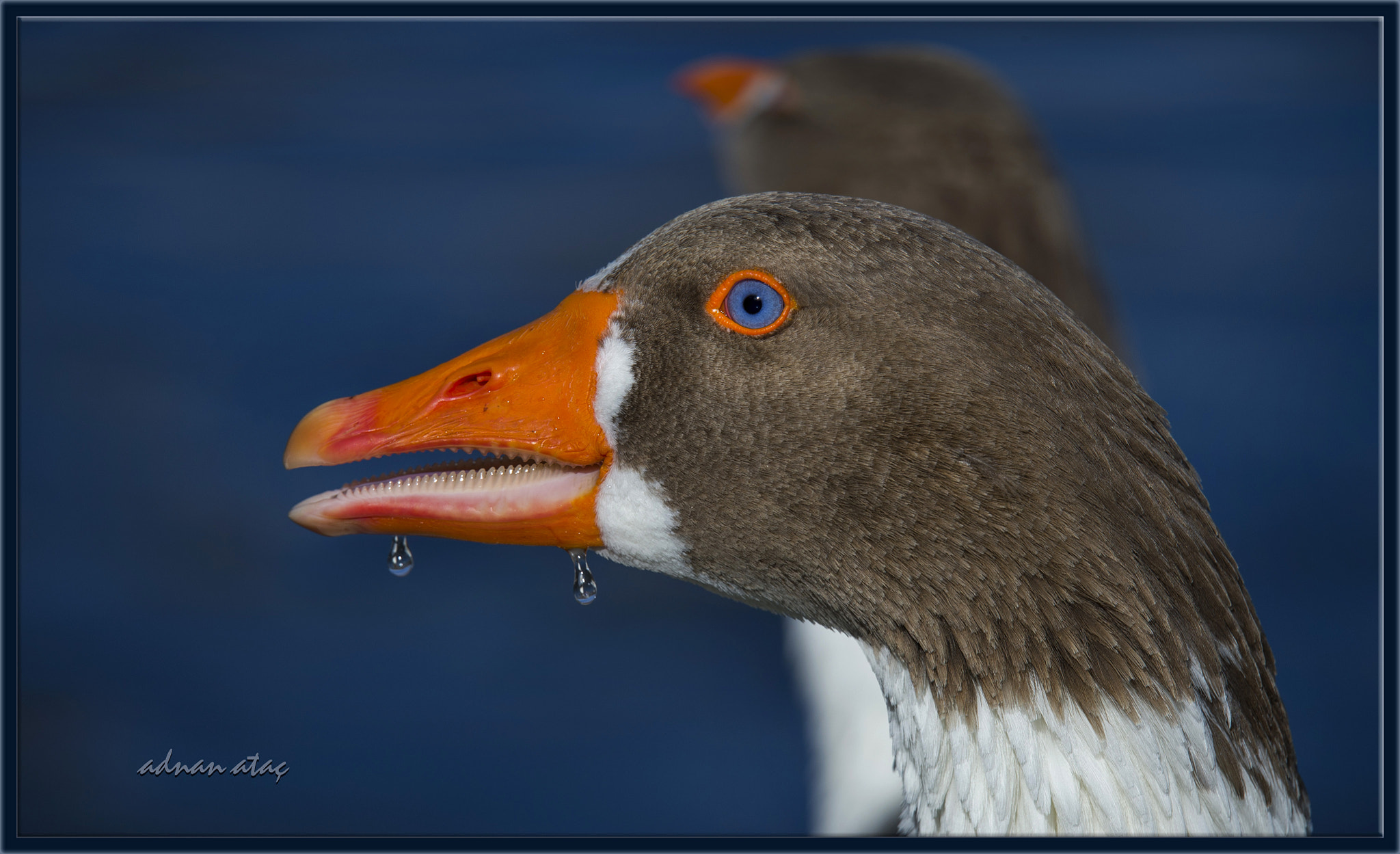 Nikon D4 sample photo. Kaz - anserini - goose photography