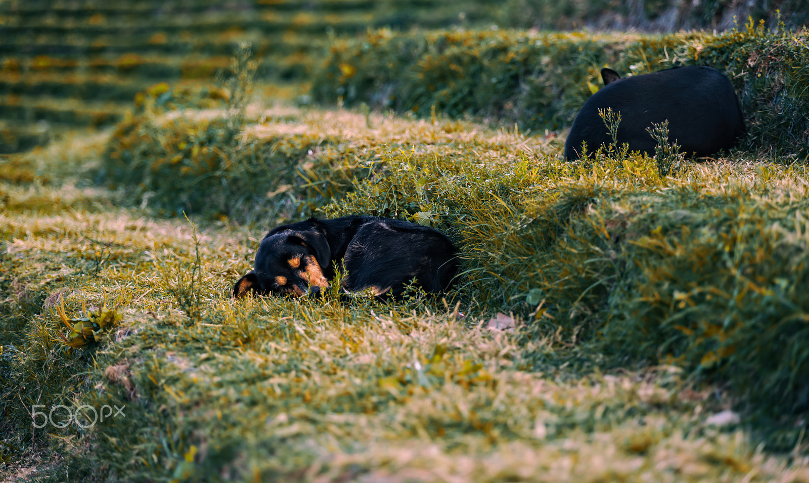 Minolta/Sony AF 70-200mm F2.8 G sample photo. Sleep... photography