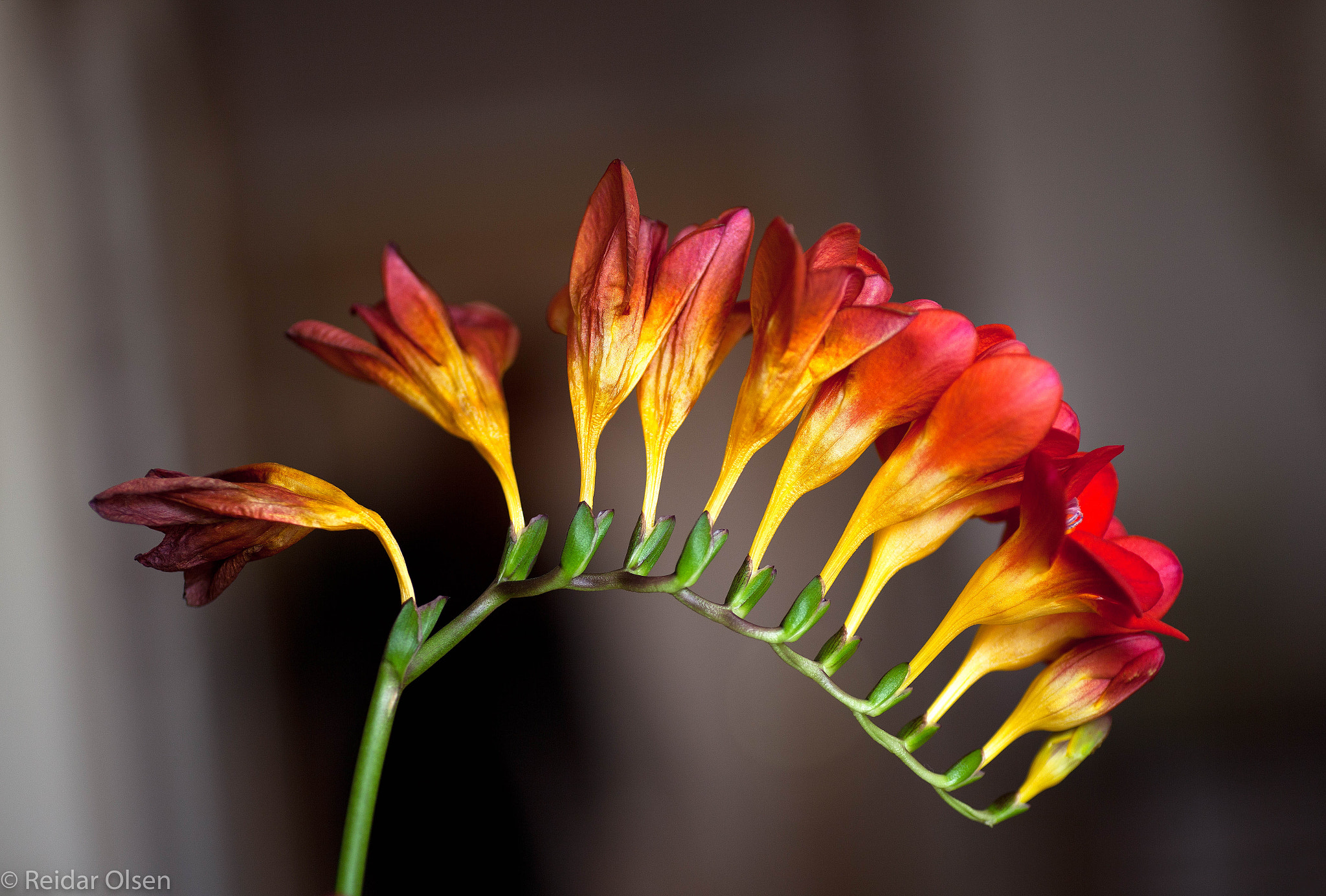 Tamron SP AF 90mm F2.8 Di Macro sample photo. Fresia.. photography