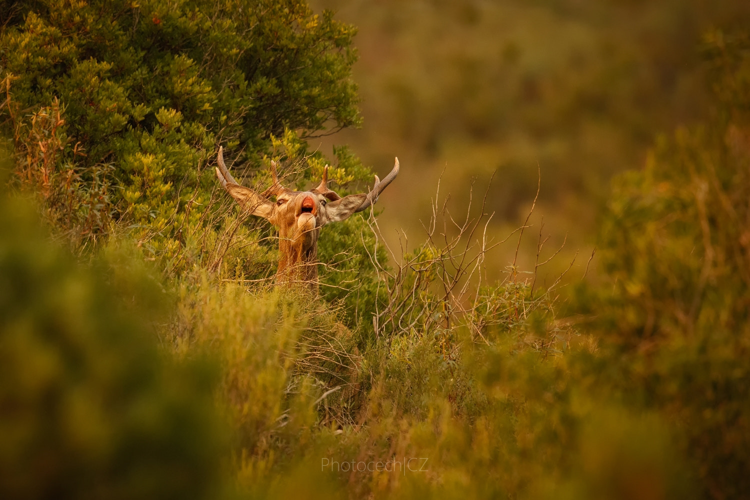Canon EF 300mm F2.8L IS II USM sample photo. Red deer rut peaks in andalusia photography