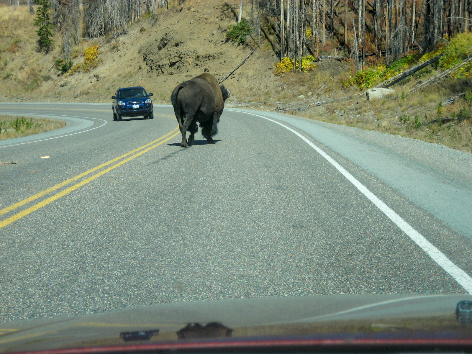 Canon POWERSHOT SD600 sample photo. Yellowstone bison photography