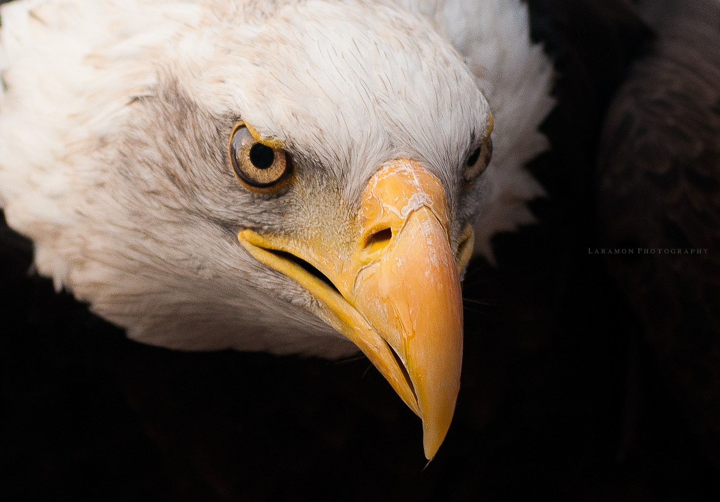 Nikon AF-Nikkor 80-200mm F2.8D ED sample photo. Raptor eye photography