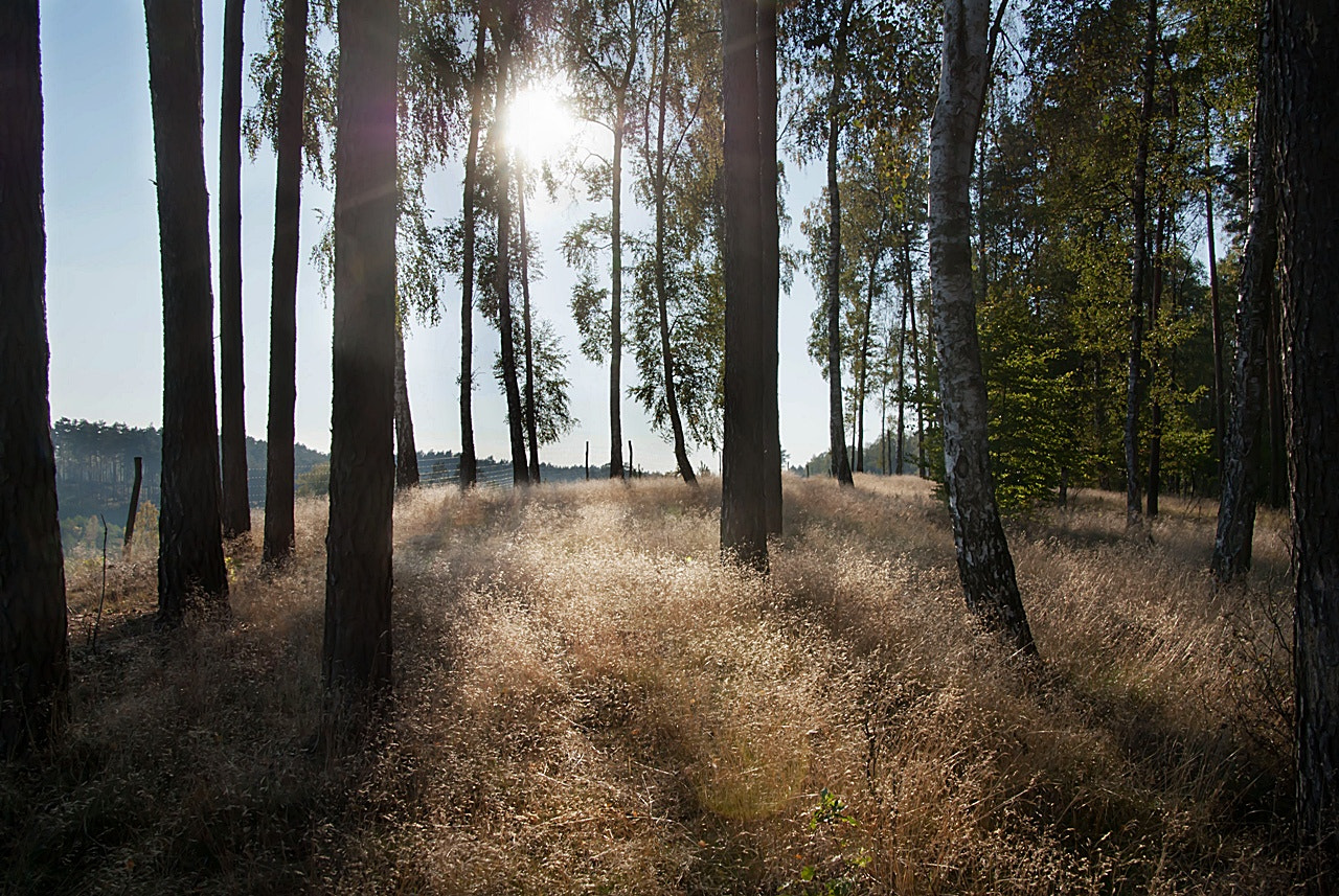 Tamron 18-270mm F3.5-6.3 Di II PZD sample photo. W lesie photography