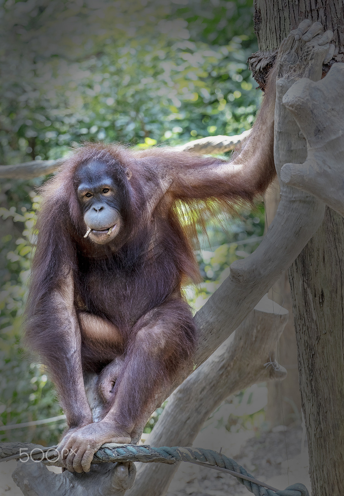 Sony a7R + Sony FE 70-200mm F4 G OSS sample photo. Cute posing monkey photography