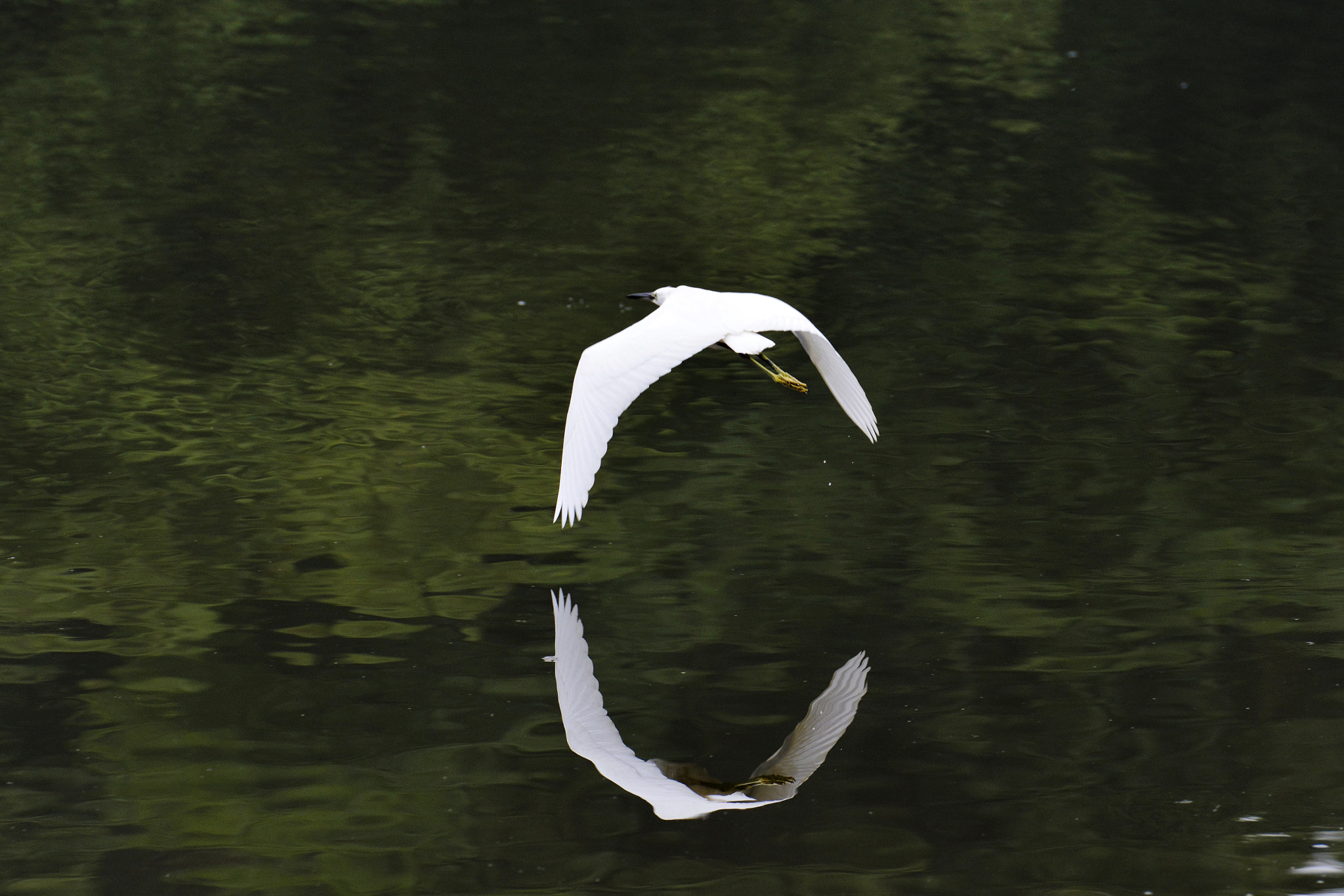 Nikon AF-S Nikkor 70-200mm F2.8G ED VR II sample photo. Egretta photography