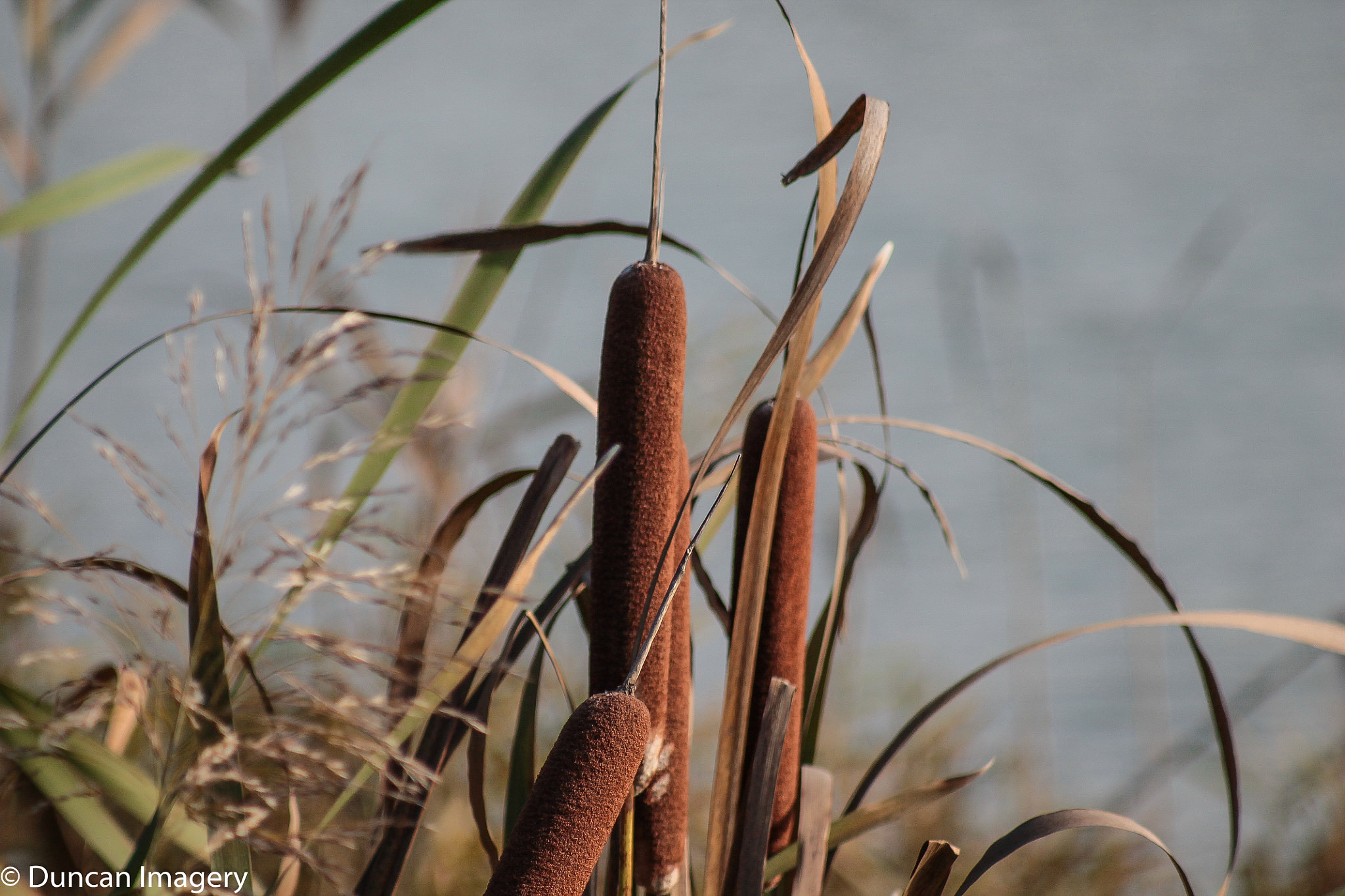 Canon EF 80-200mm F4.5-5.6 II sample photo. Reed in the wind photography
