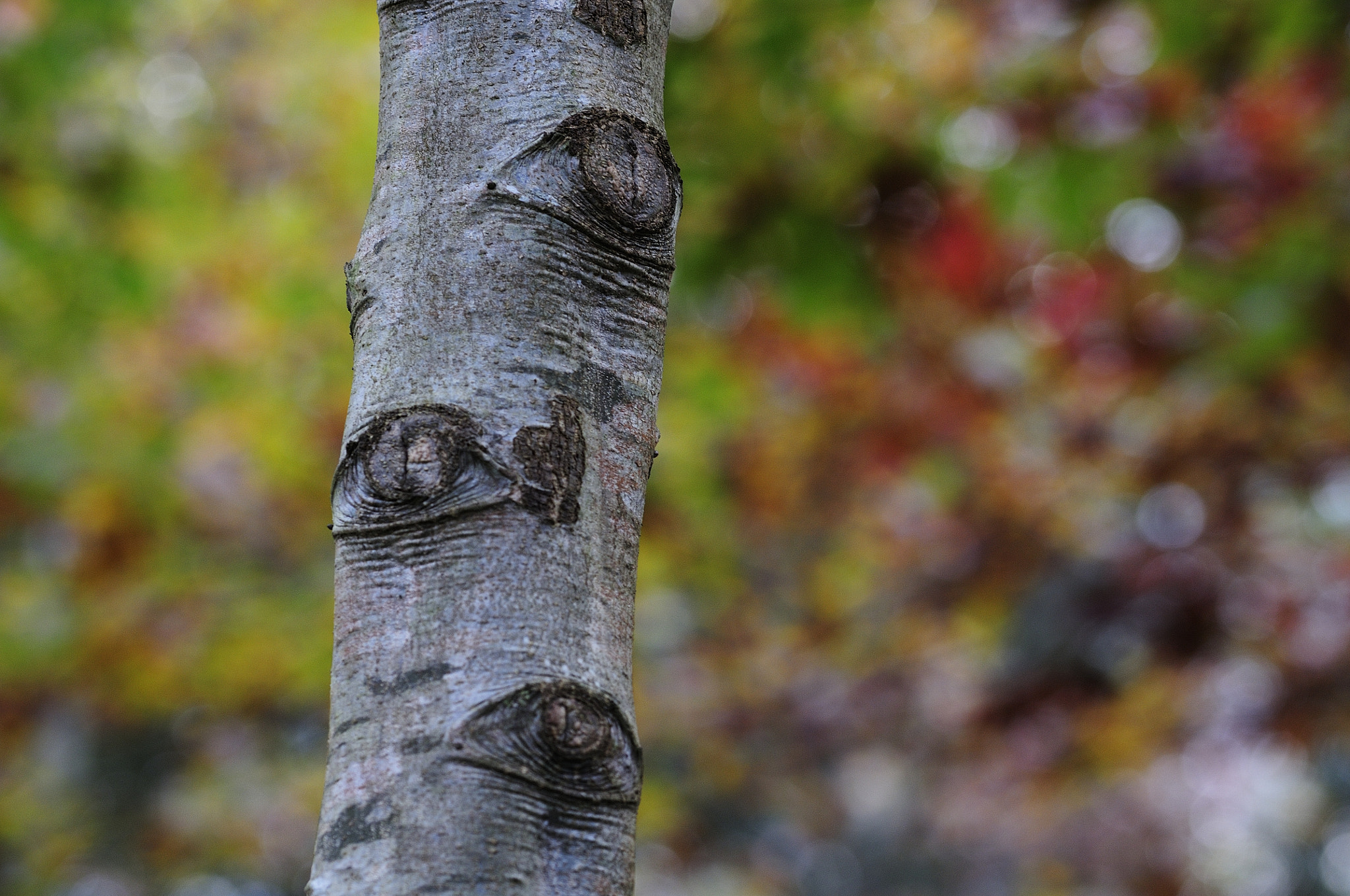 Sigma 105mm F2.8 EX DG OS HSM sample photo. Ojos photography