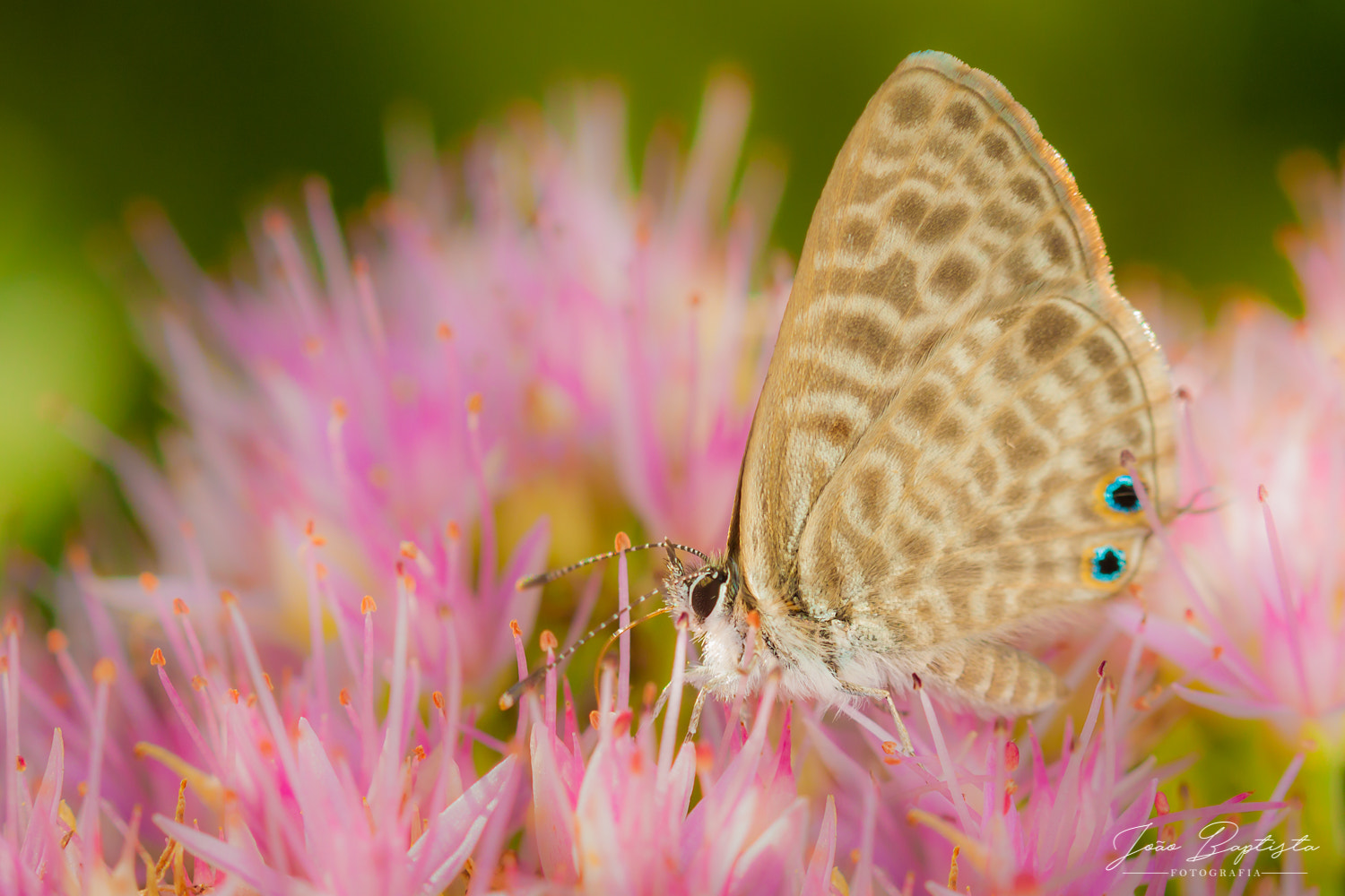 Canon EF 100mm F2.8 Macro USM sample photo. Leptotes pirithous photography