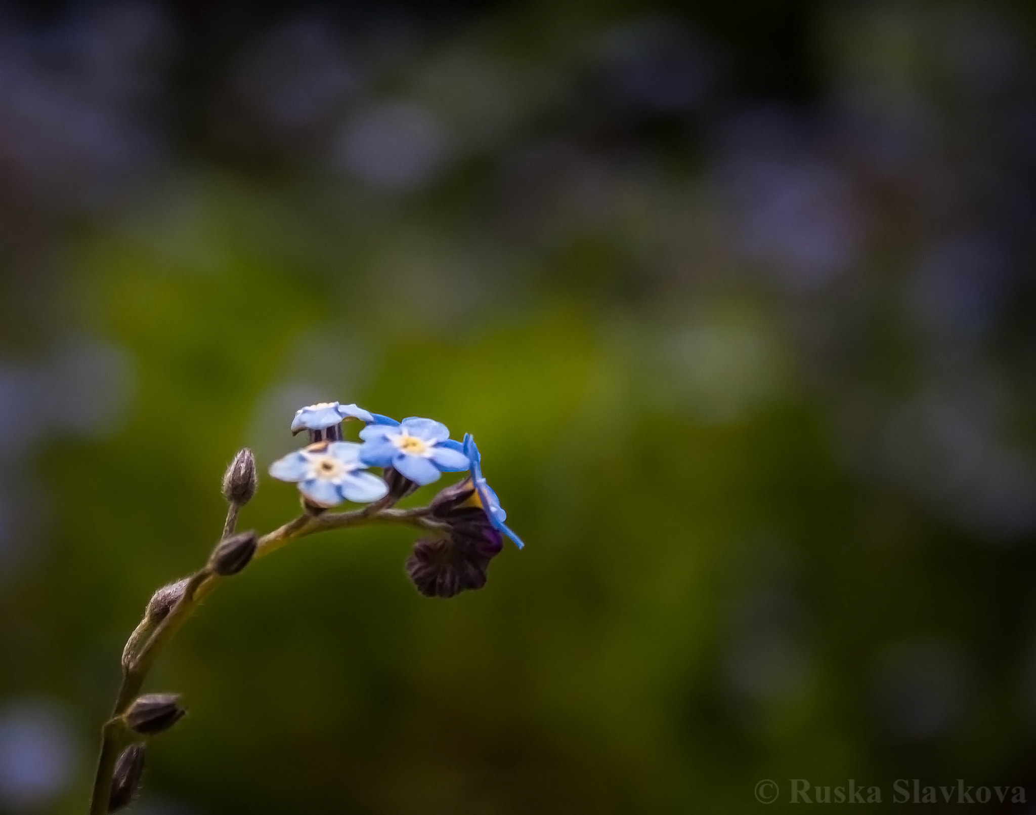 Canon EOS 40D sample photo. Blue queen photography