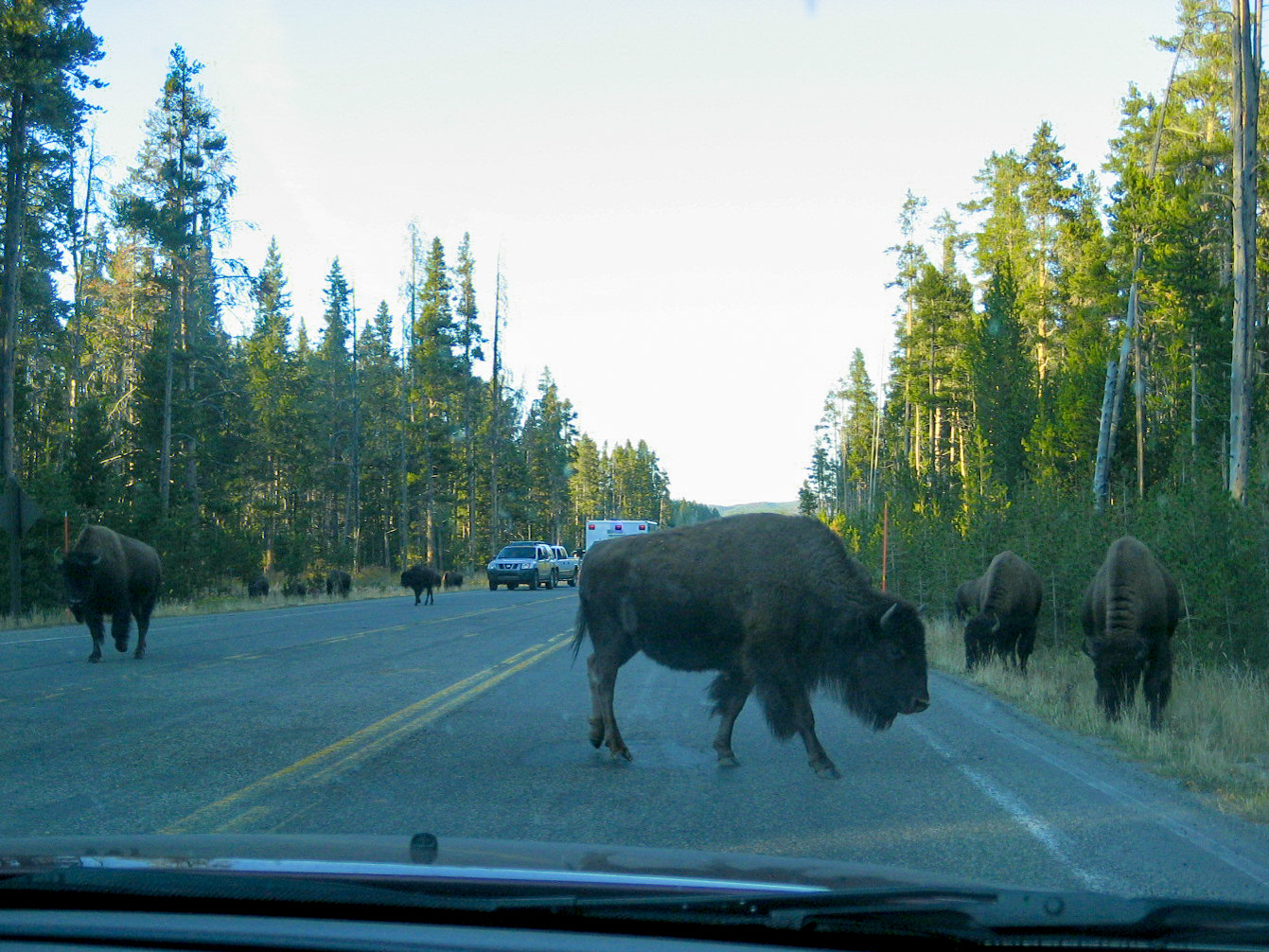 Canon POWERSHOT SD600 sample photo. Yellowstone bison photography