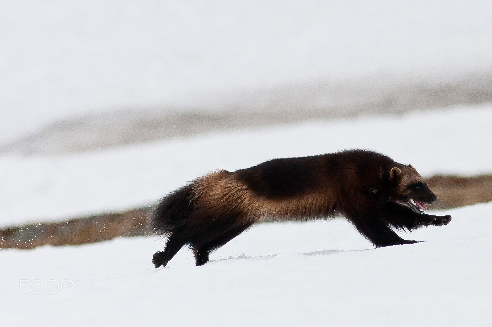 Canon EOS 40D + Canon EF 300mm F4L IS USM sample photo. Wolverine hunting domesticated reindeer photography