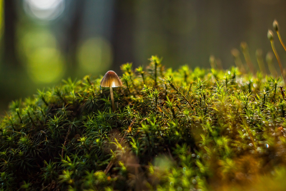 Canon EF 35-80mm f/4-5.6 sample photo. Secret of the forest photography