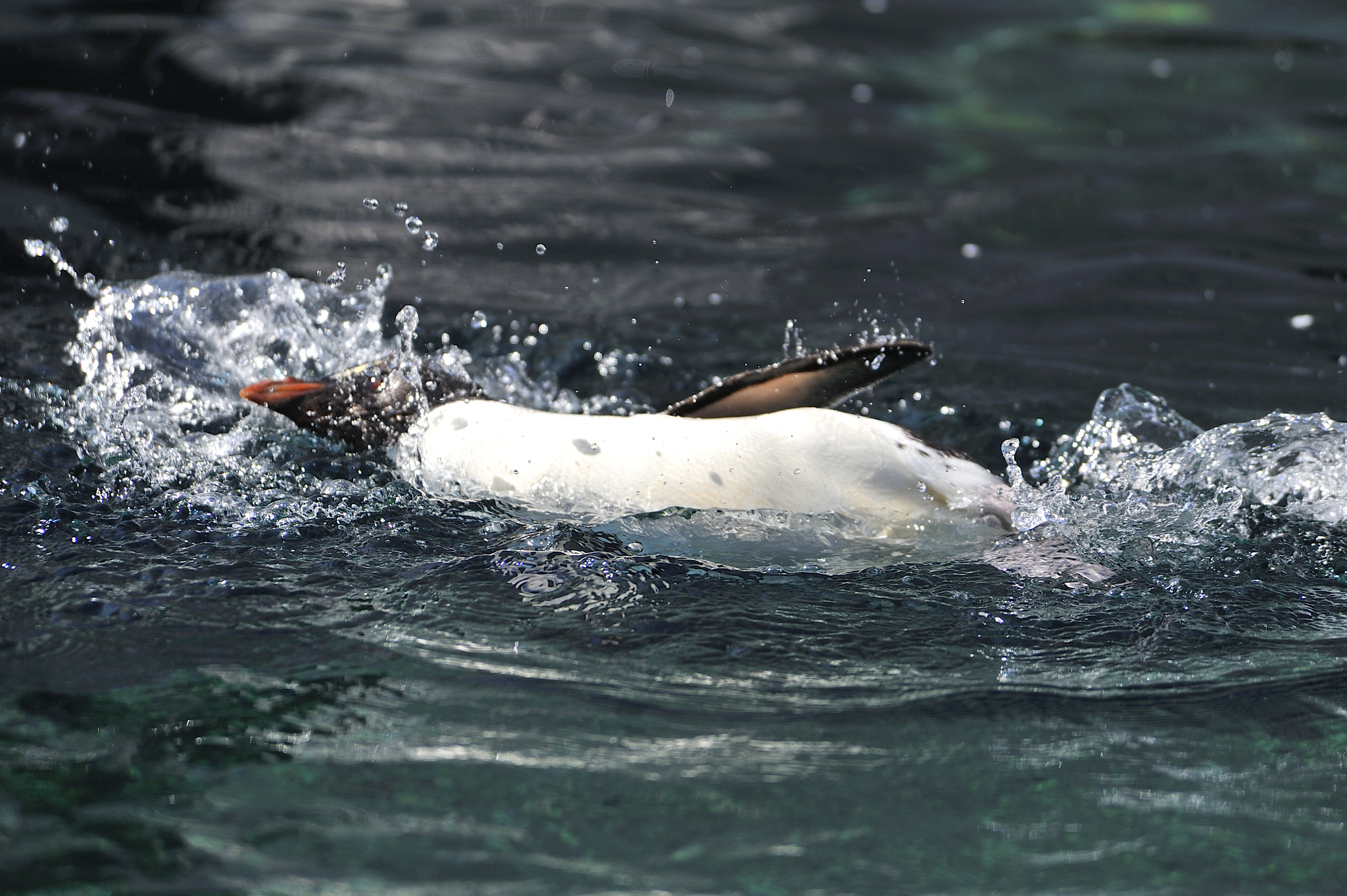 Nikon D3 sample photo. Penguin on the water photography