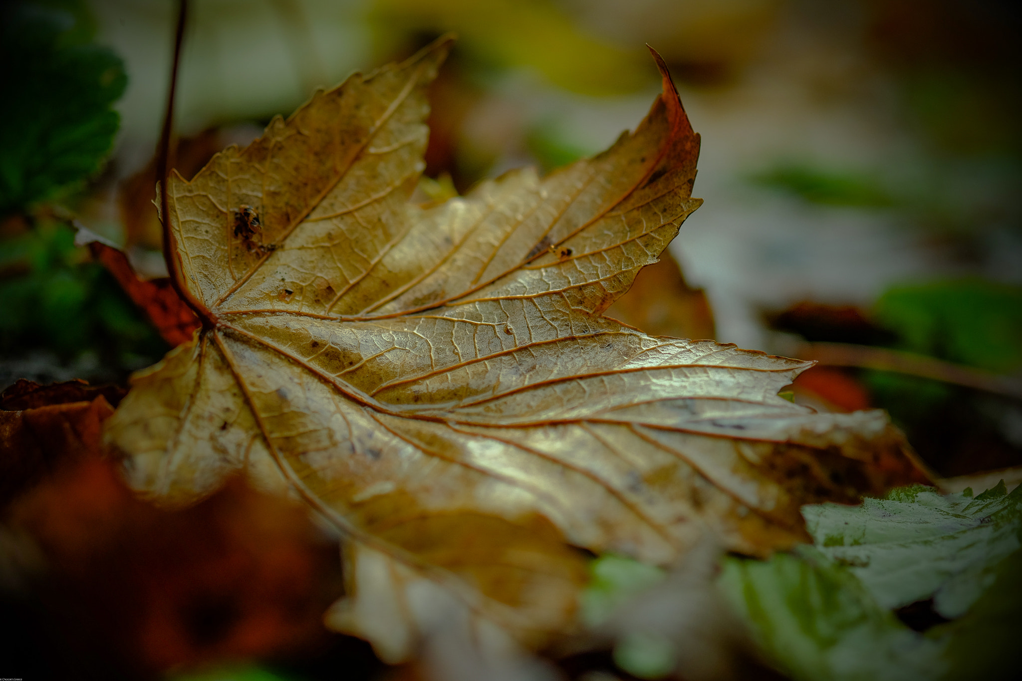 Fujifilm X-T10 + Fujifilm XF 60mm F2.4 R Macro sample photo. Leaf photography