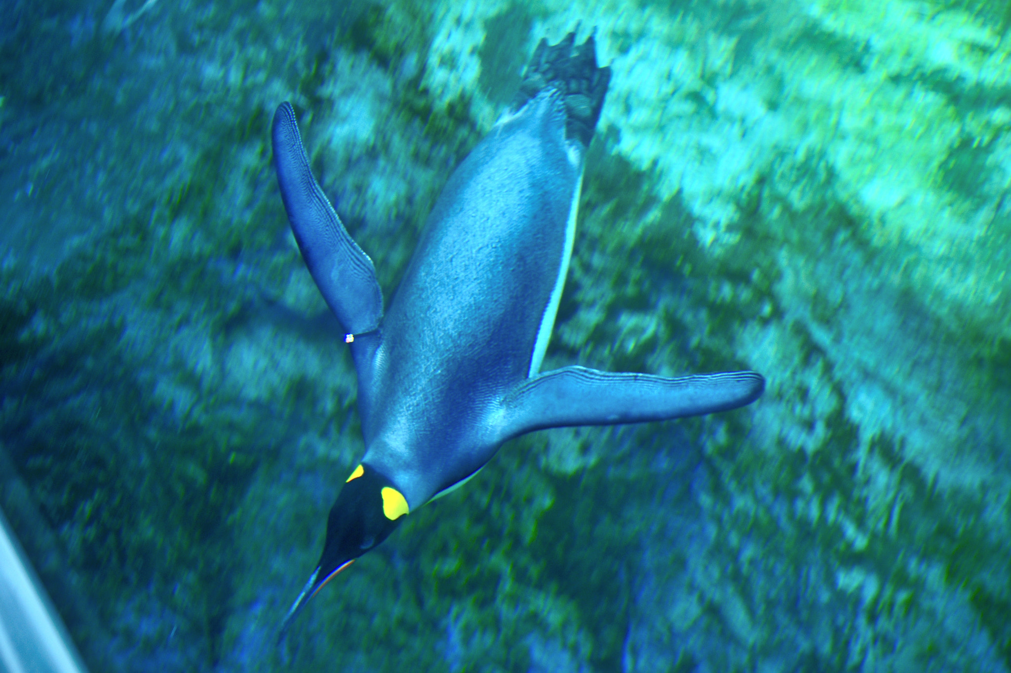 Nikon D3 sample photo. Penguin in the water photography