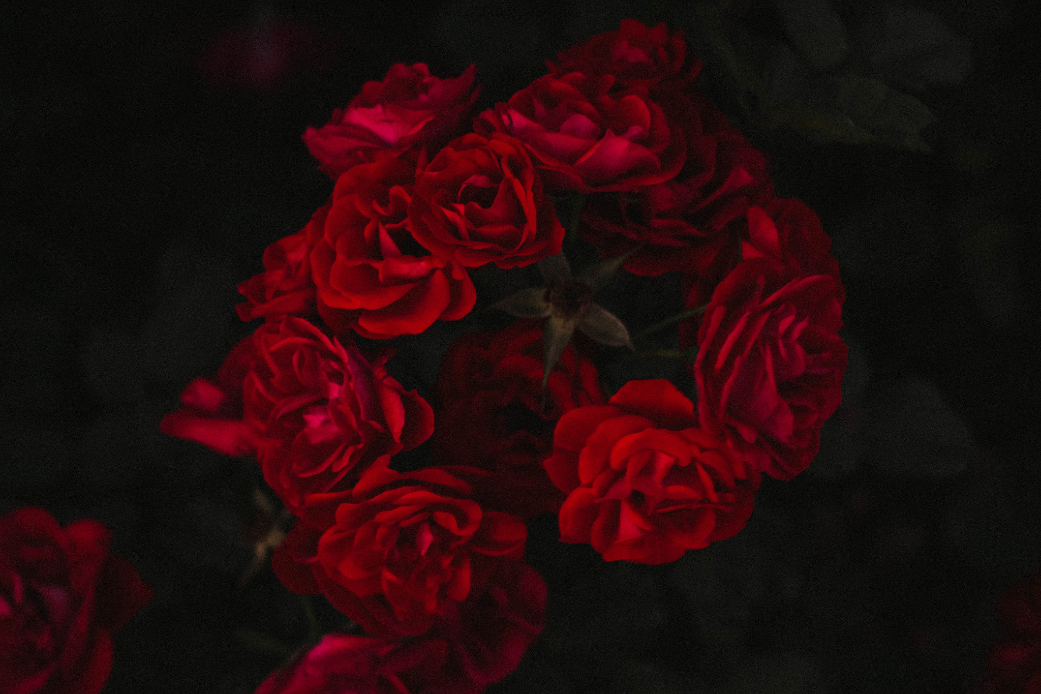 Canon EOS 650D (EOS Rebel T4i / EOS Kiss X6i) + Canon EF 40mm F2.8 STM sample photo. Roses photography