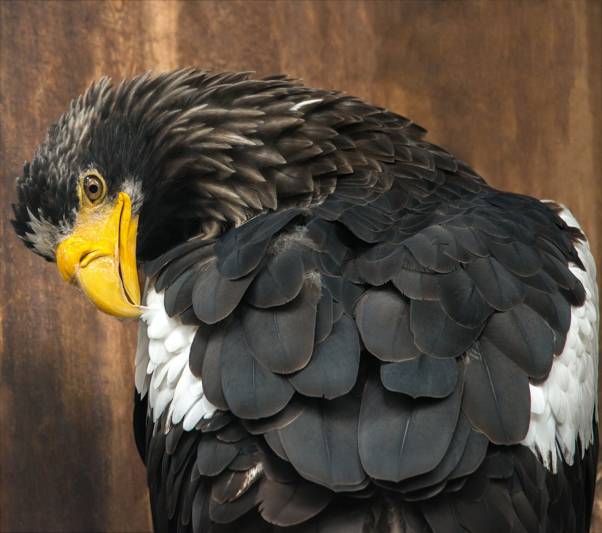 Cleaning feathers