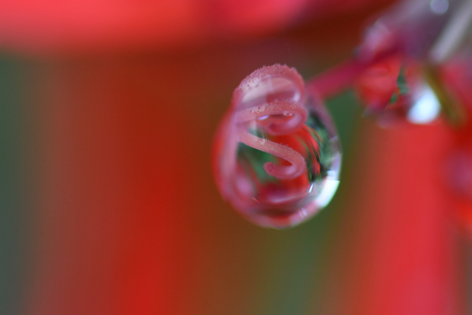 Sigma 105mm F2.8 EX DG OS HSM sample photo