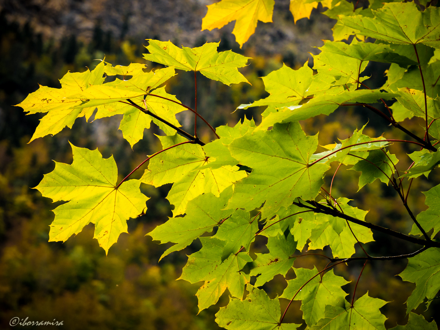 LUMIX G VARIO 12-60/F3.5-5.6 sample photo. Rf photography
