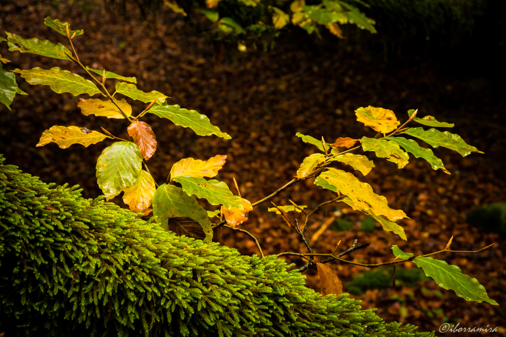 LUMIX G VARIO 12-60/F3.5-5.6 sample photo. Rf photography