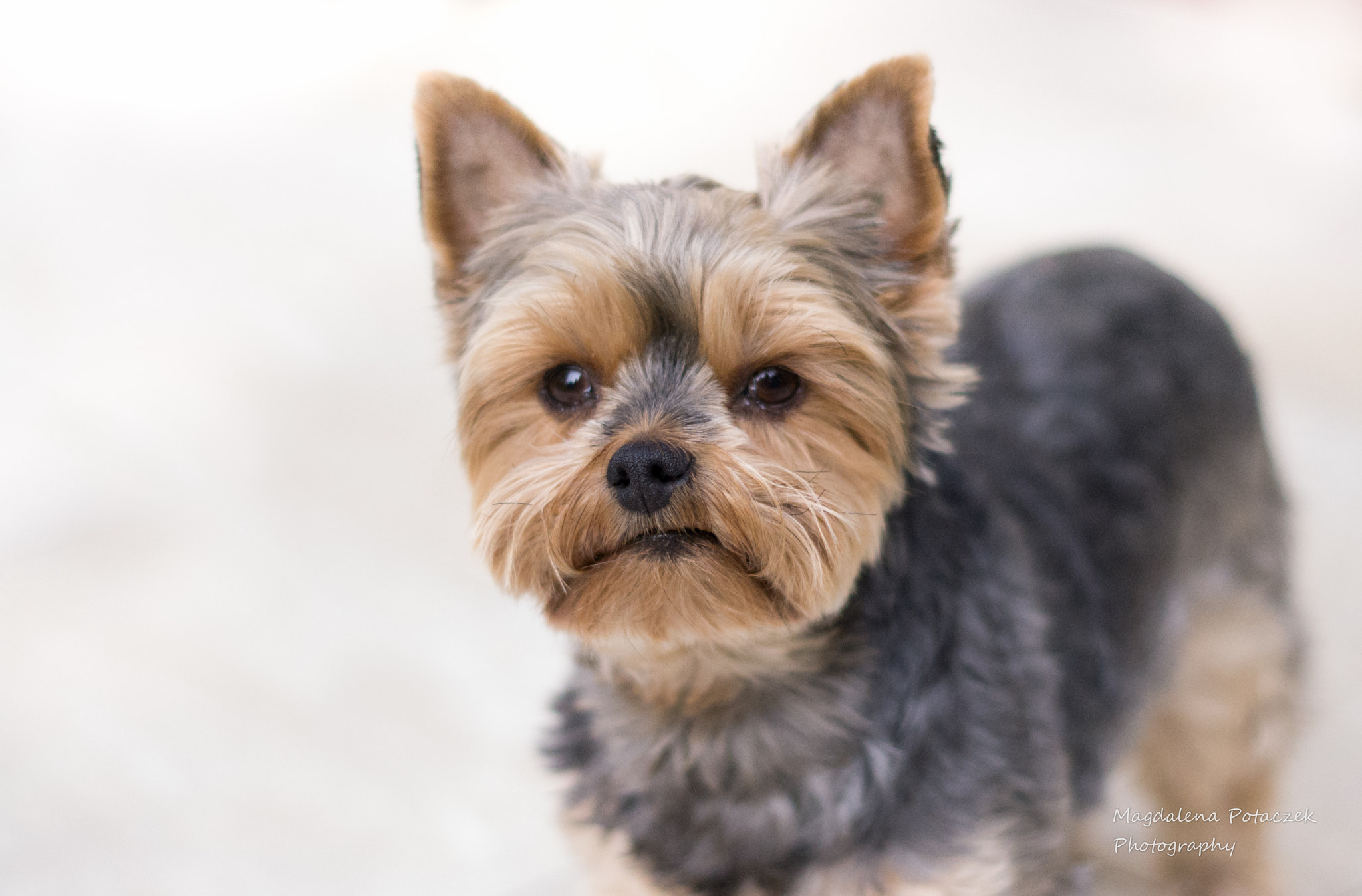 Pentax K-r + Pentax smc DA 50mm F1.8 sample photo. Sonia the yorkshire terrier photography