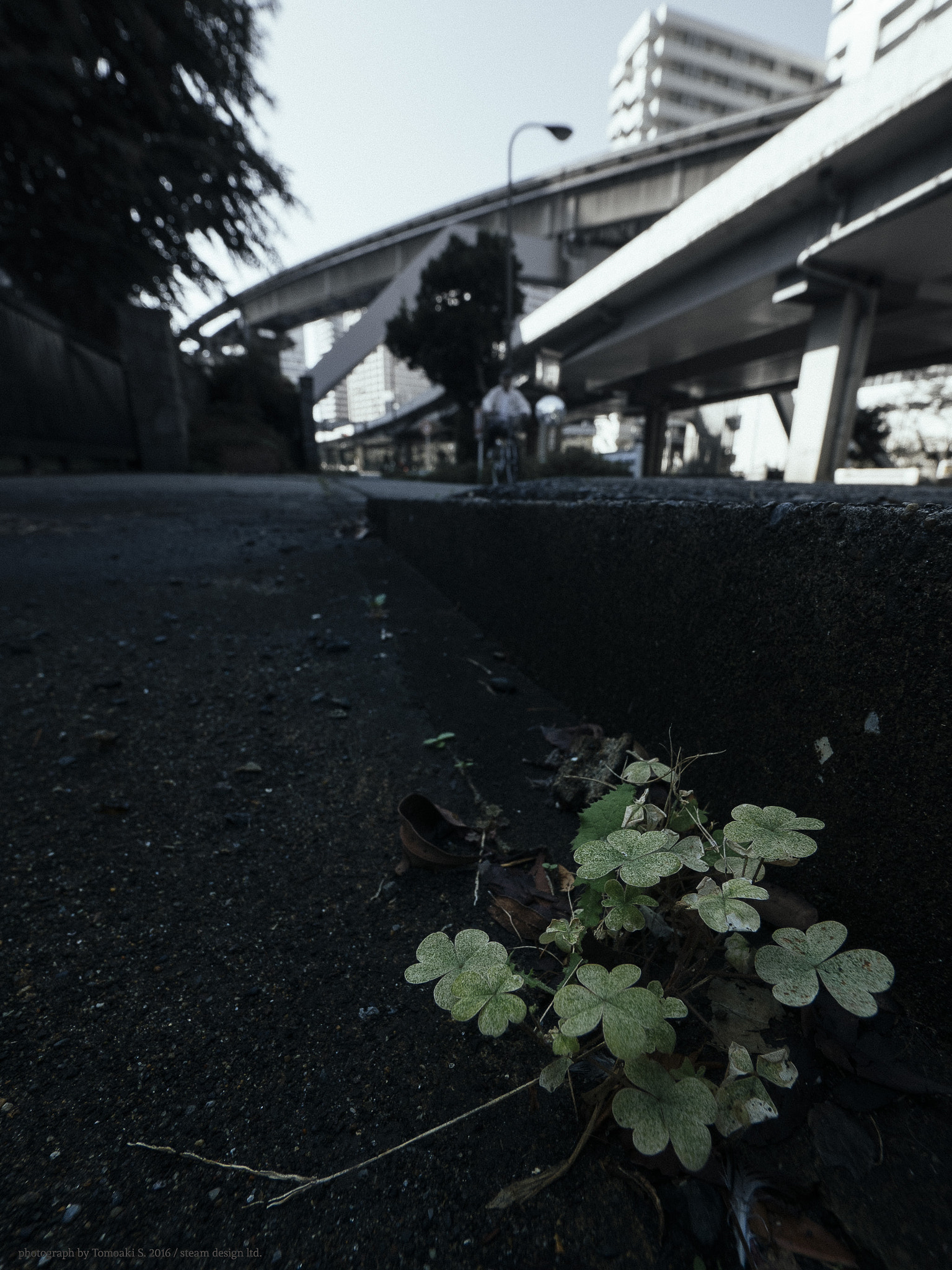 Panasonic DMC-G8 + Panasonic Lumix G Vario 7-14mm F4 ASPH sample photo. Clover on roadside photography