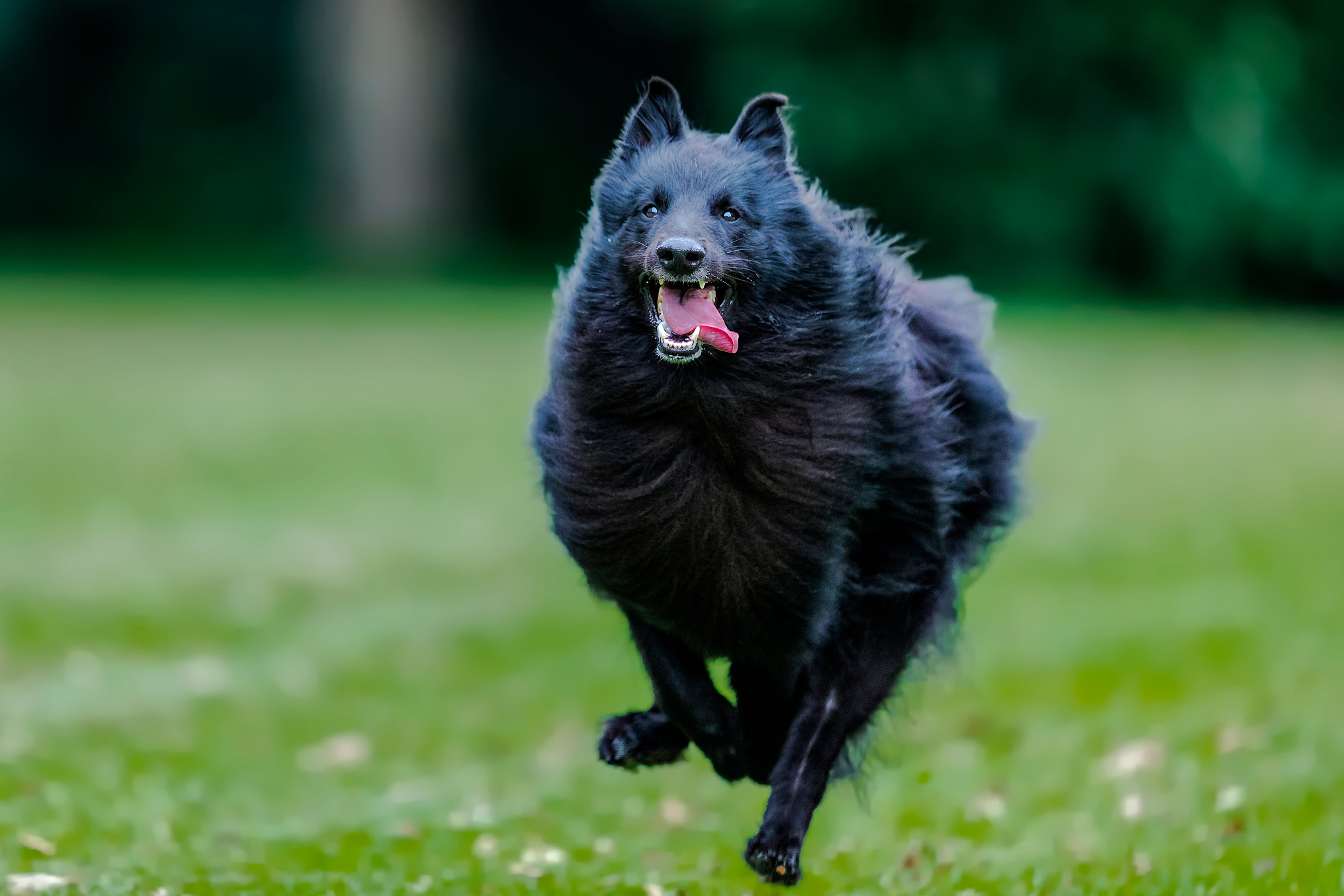 Canon EF 400mm F2.8L IS II USM sample photo. Flying dog photography