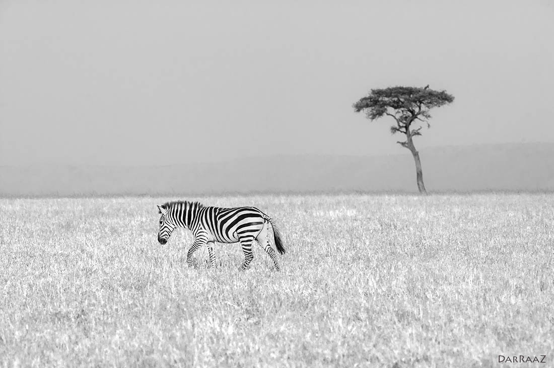 Nikon AF-S Nikkor 200-400mm F4G ED-IF VR sample photo. Walk with me... photography