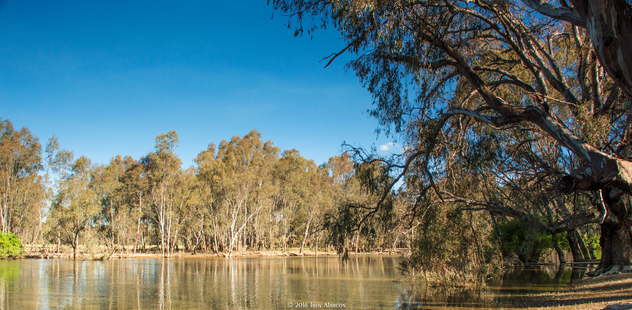 Nikon D3200 sample photo. Lions park howlong photography