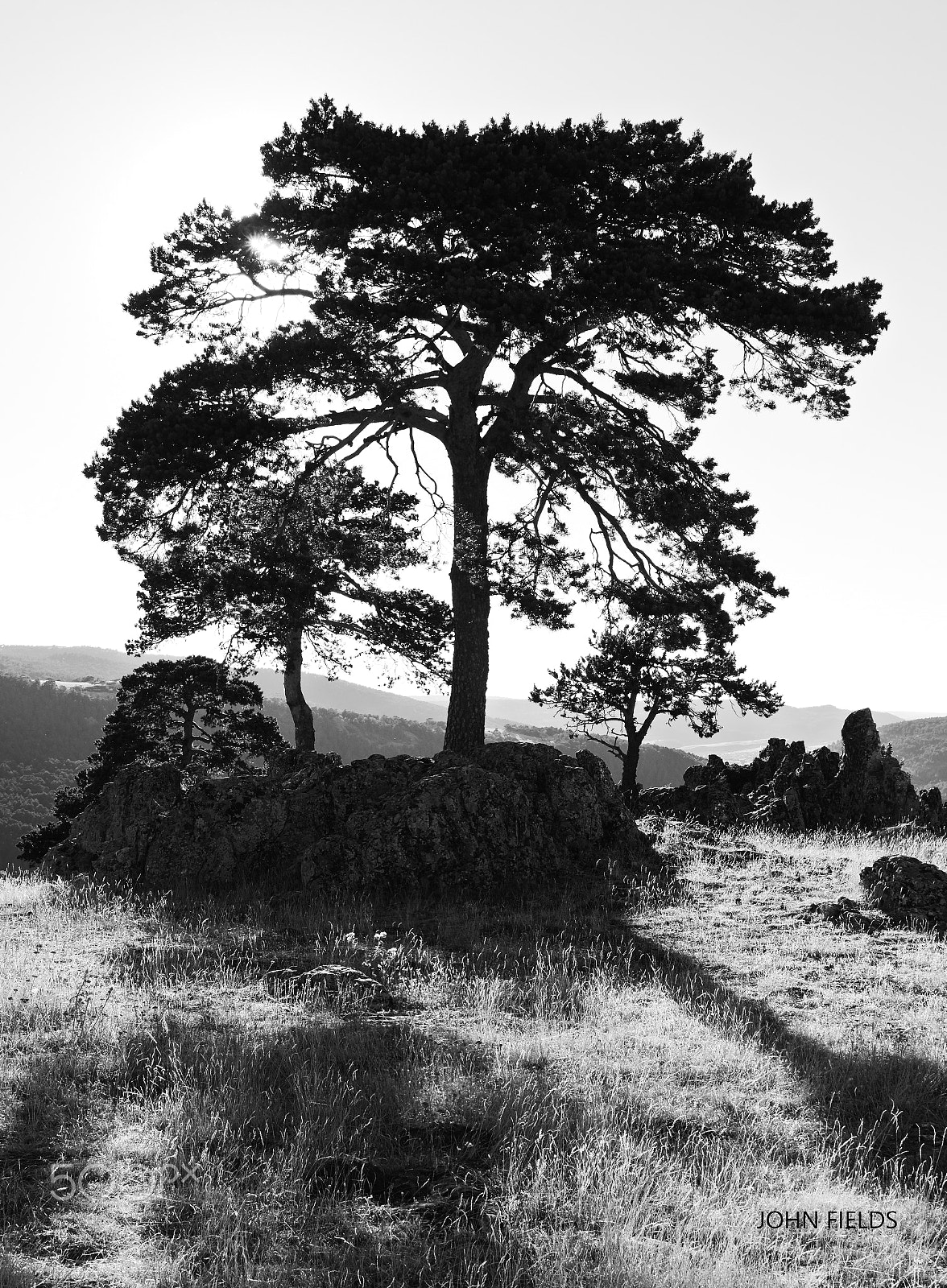 Panasonic Lumix DMC-GX8 + Olympus M.Zuiko Digital ED 12-40mm F2.8 Pro sample photo. Trees & ruins photography