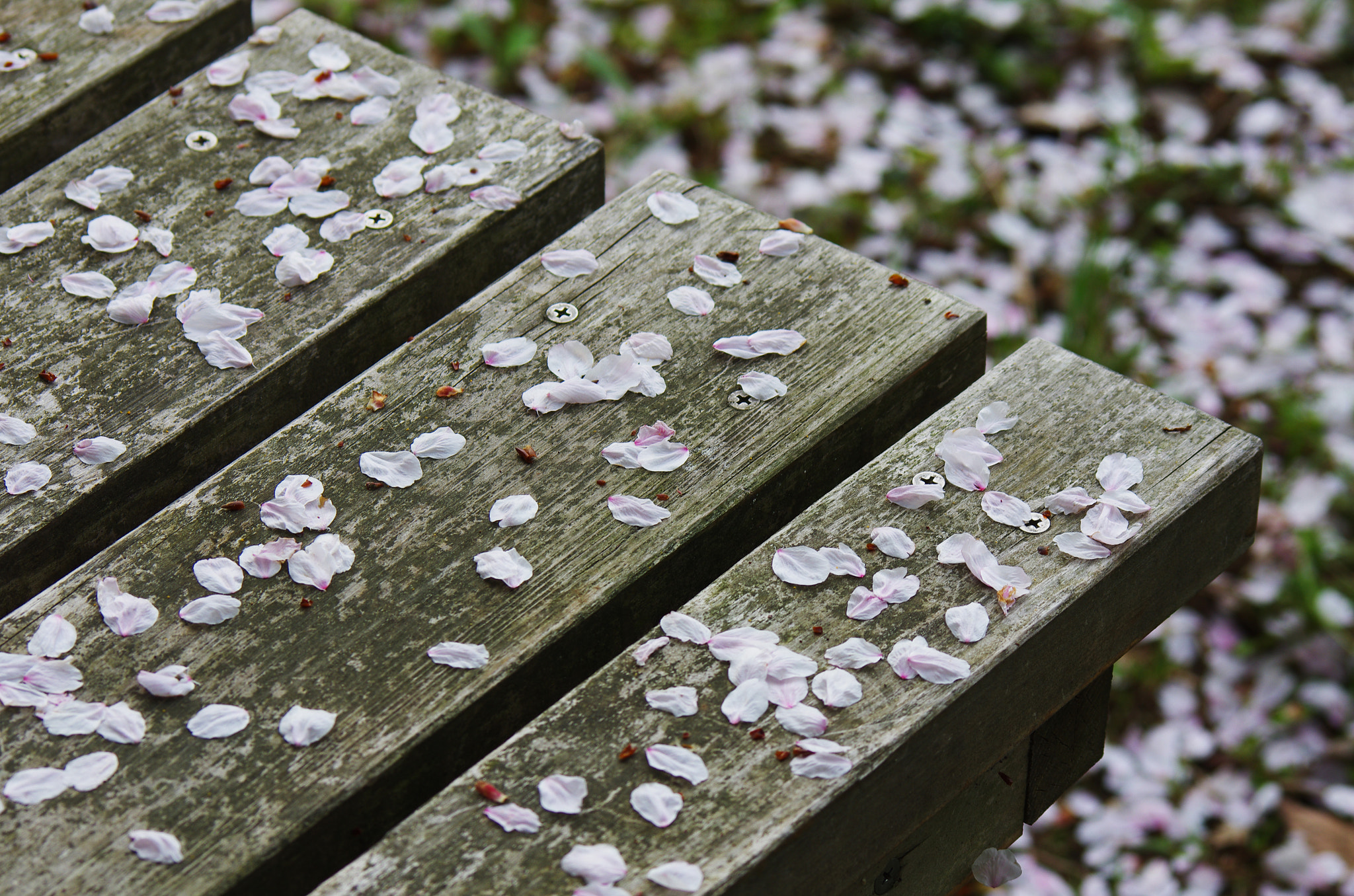 Pentax K-5 II sample photo. Cherry flowers on bench, japan photography