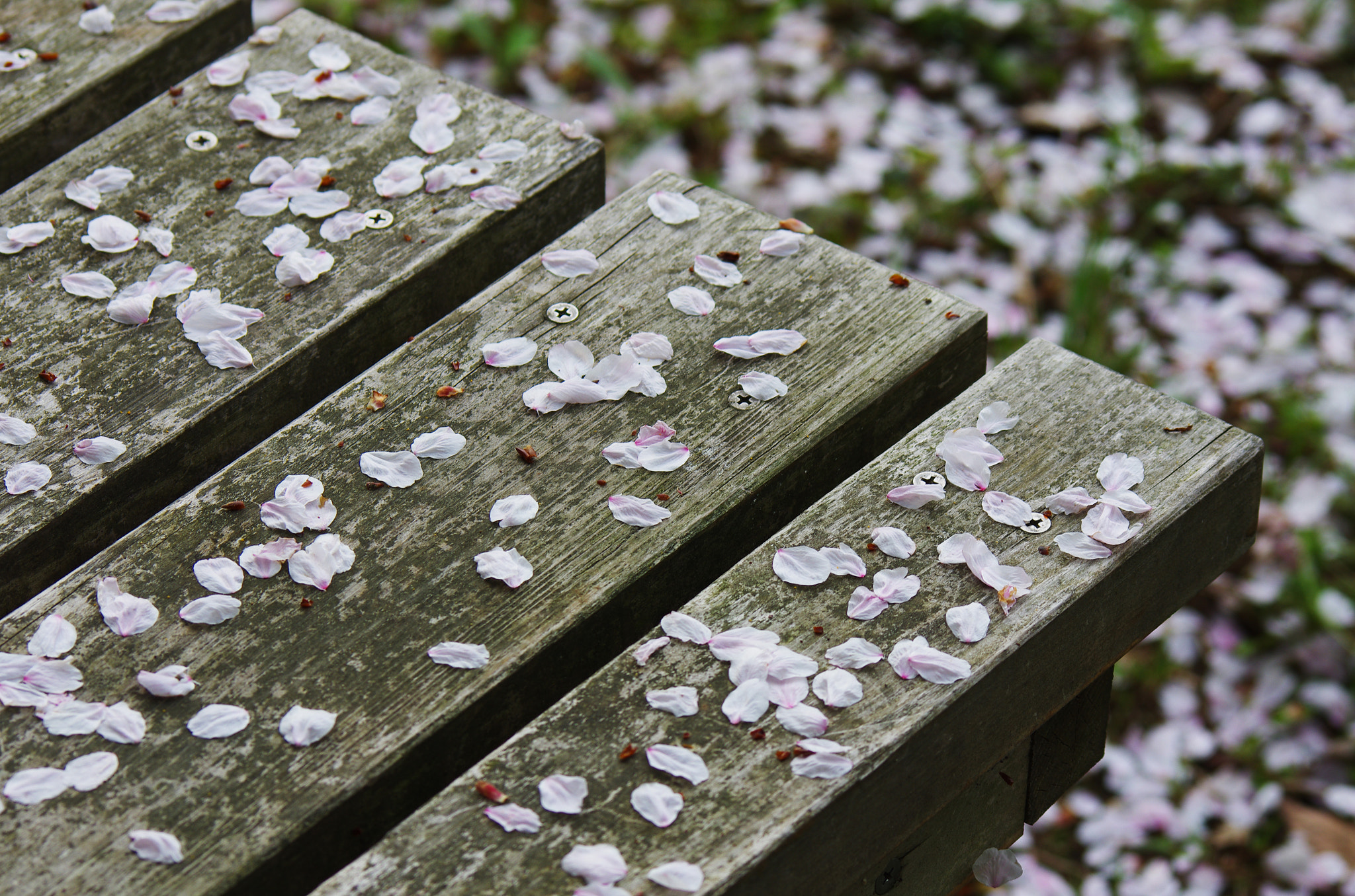 Pentax K-5 II + smc PENTAX-FA 80-320mm F4.5-5.6 sample photo. Cherry flowers on bench, japan photography