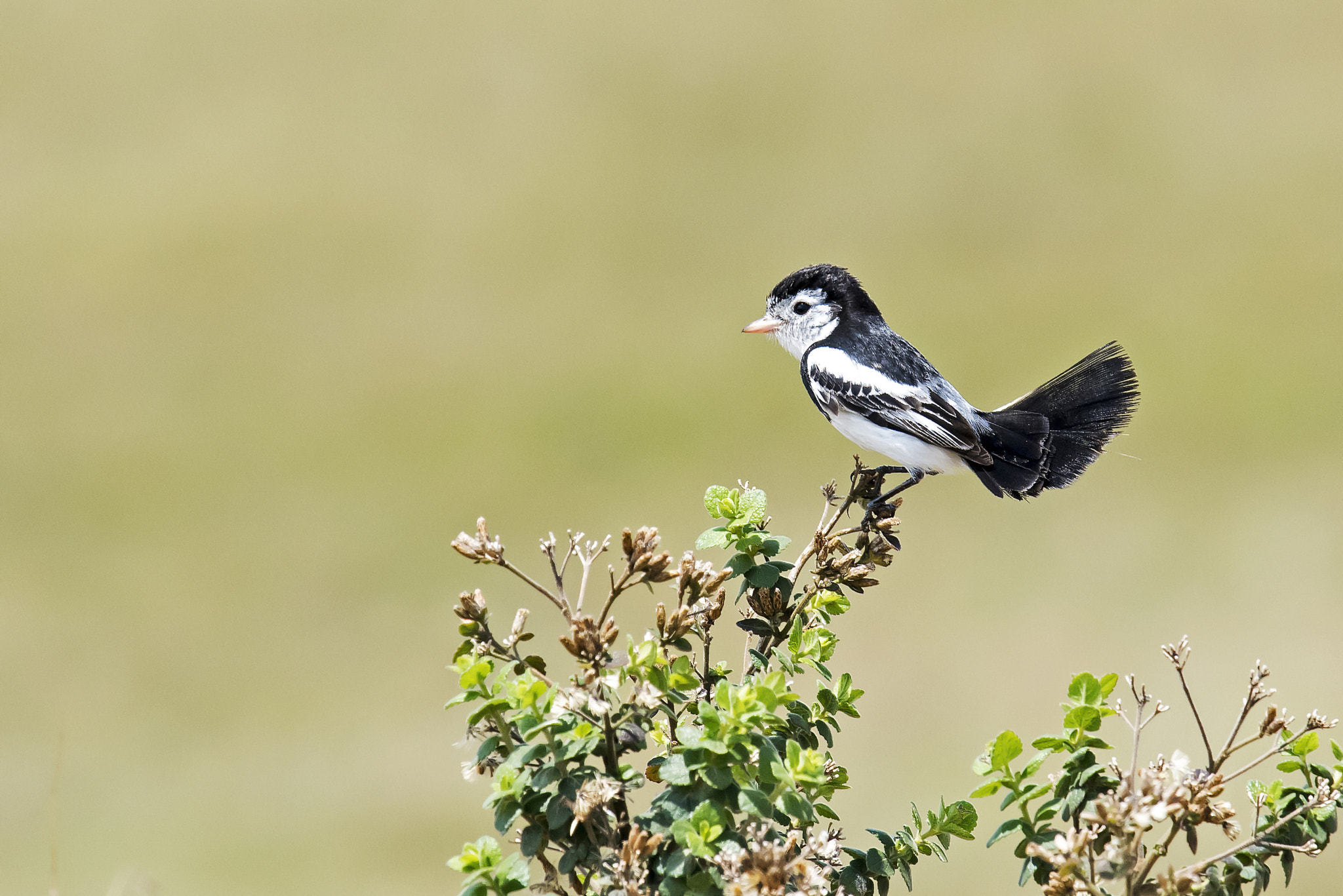 Nikon Nikkor AF-S 300mm F4E PF ED VR sample photo. Cock-tailed tyrant photography
