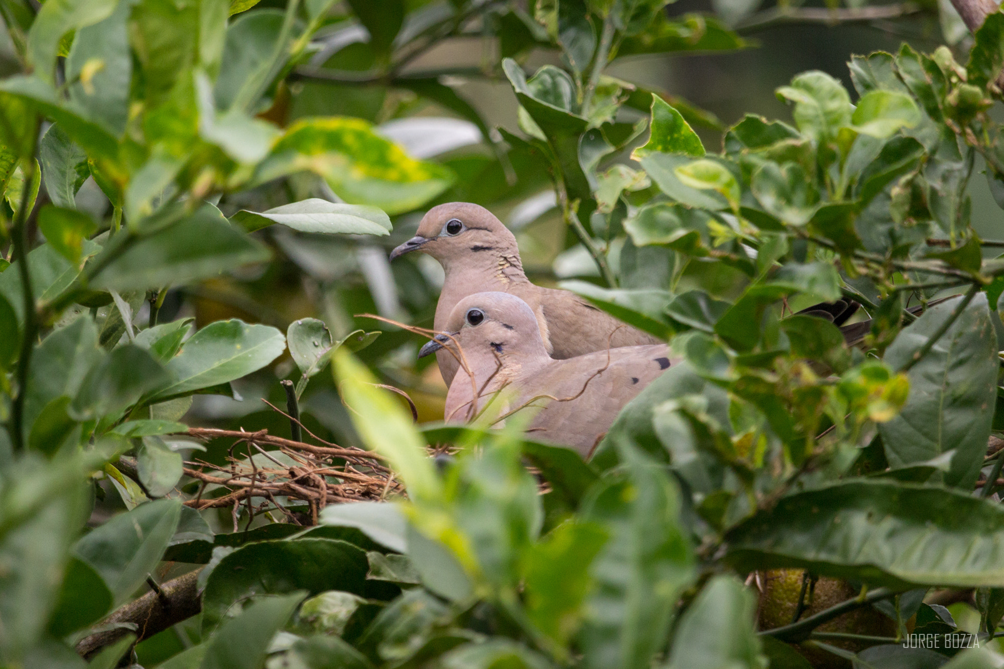 Canon EF-S 55-250mm F4-5.6 IS STM sample photo. We'll be a family photography