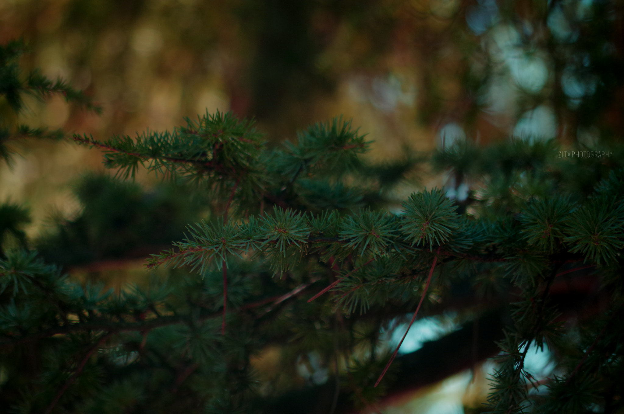 smc Pentax-DA L 50-200mm F4-5.6 ED WR sample photo. Into the woods ii photography