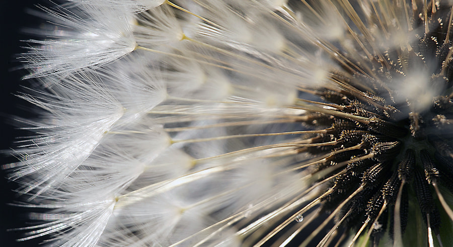 Sigma 150mm F2.8 EX DG Macro HSM sample photo. A photography
