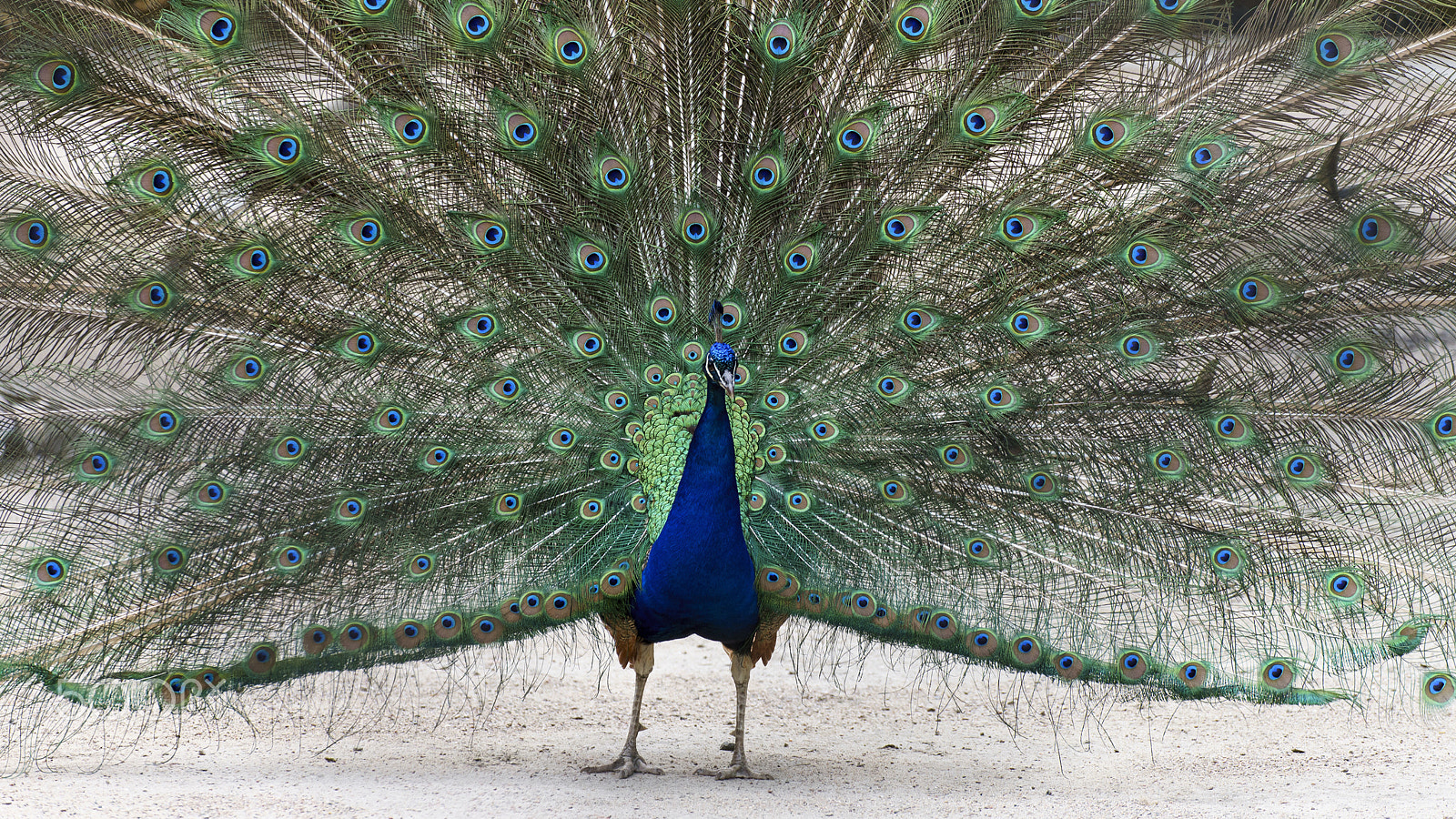 Tamron SP 70-300mm F4-5.6 Di USD sample photo. Peacock photography