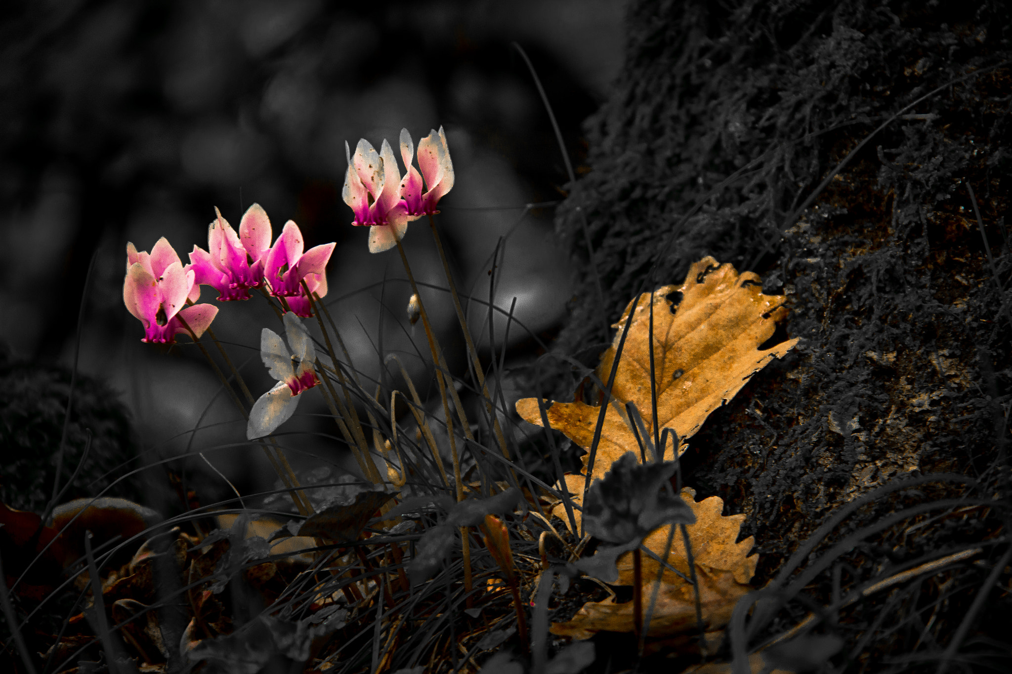 Canon EF-S 18-135mm F3.5-5.6 IS sample photo. Last of the flowers ii photography
