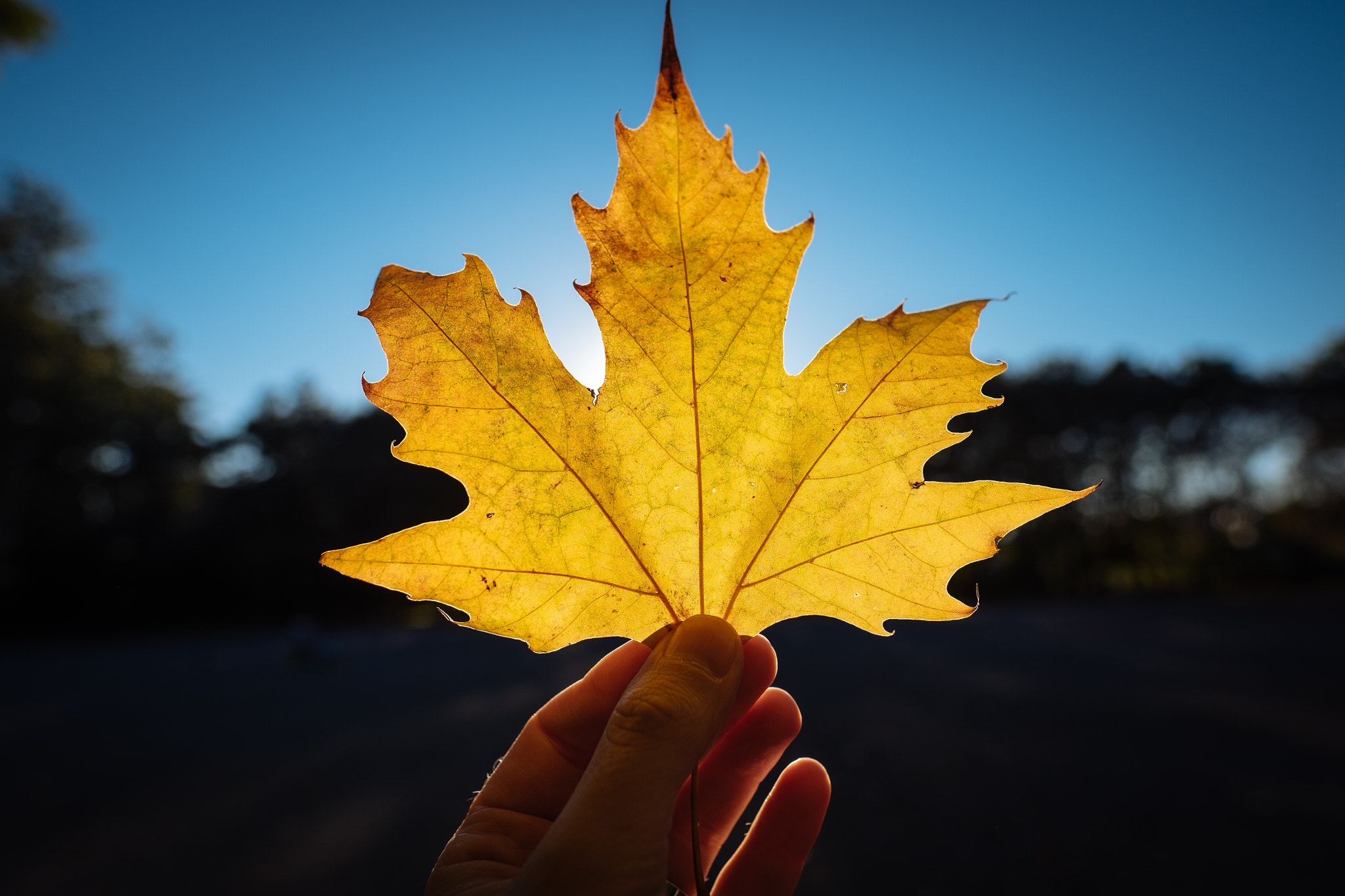 Fujifilm X-T10 + Fujifilm XF 16mm F1.4 R WR sample photo. Awakening photography