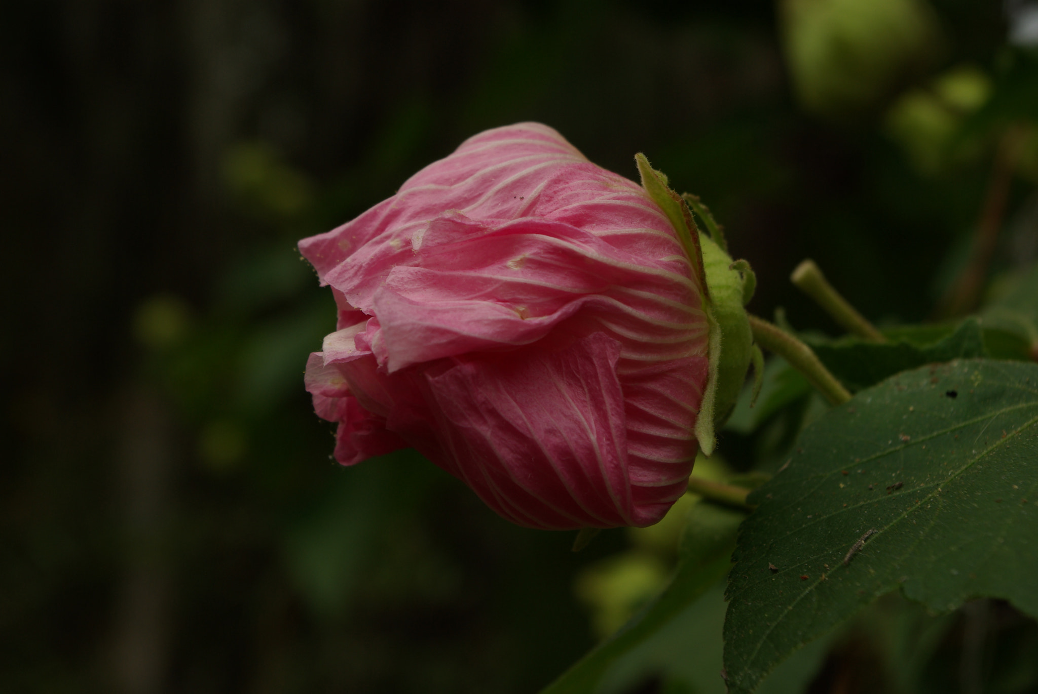 Pentax smc DA 18-55mm F3.5-5.6 AL WR sample photo. Confederate rose photography