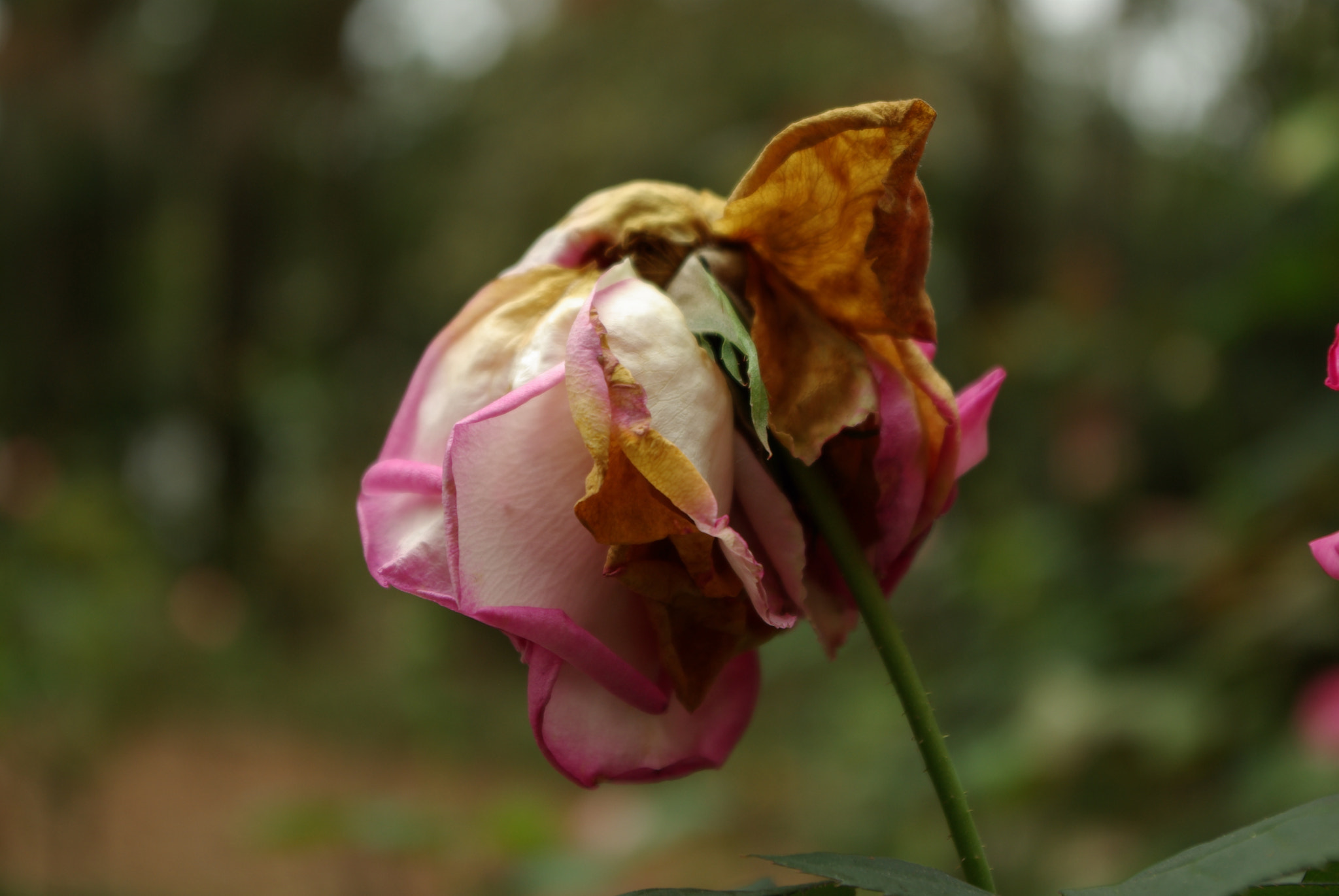 Pentax K10D sample photo. Dwindling rose photography