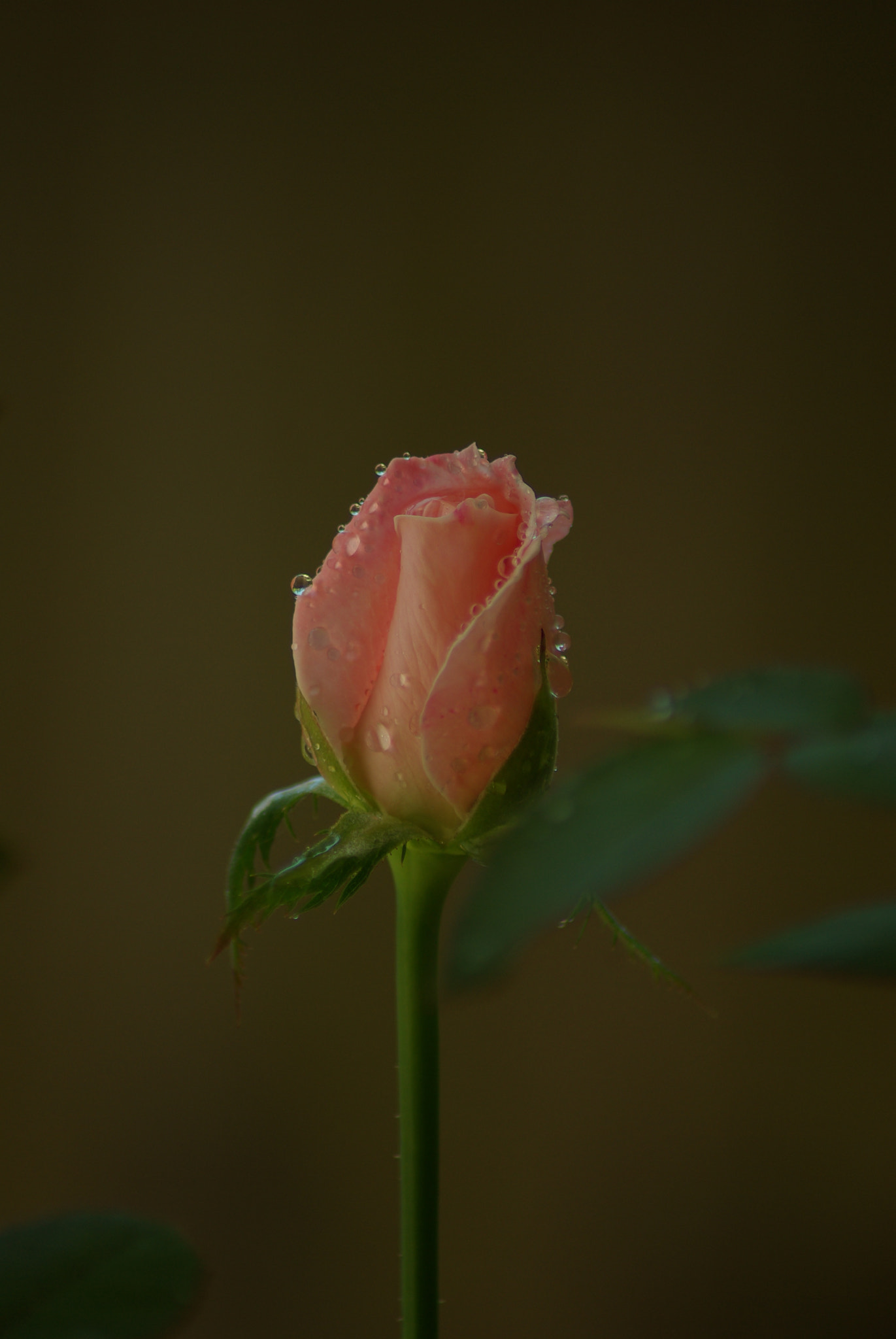 Pentax K10D sample photo. Morning dew on rose photography