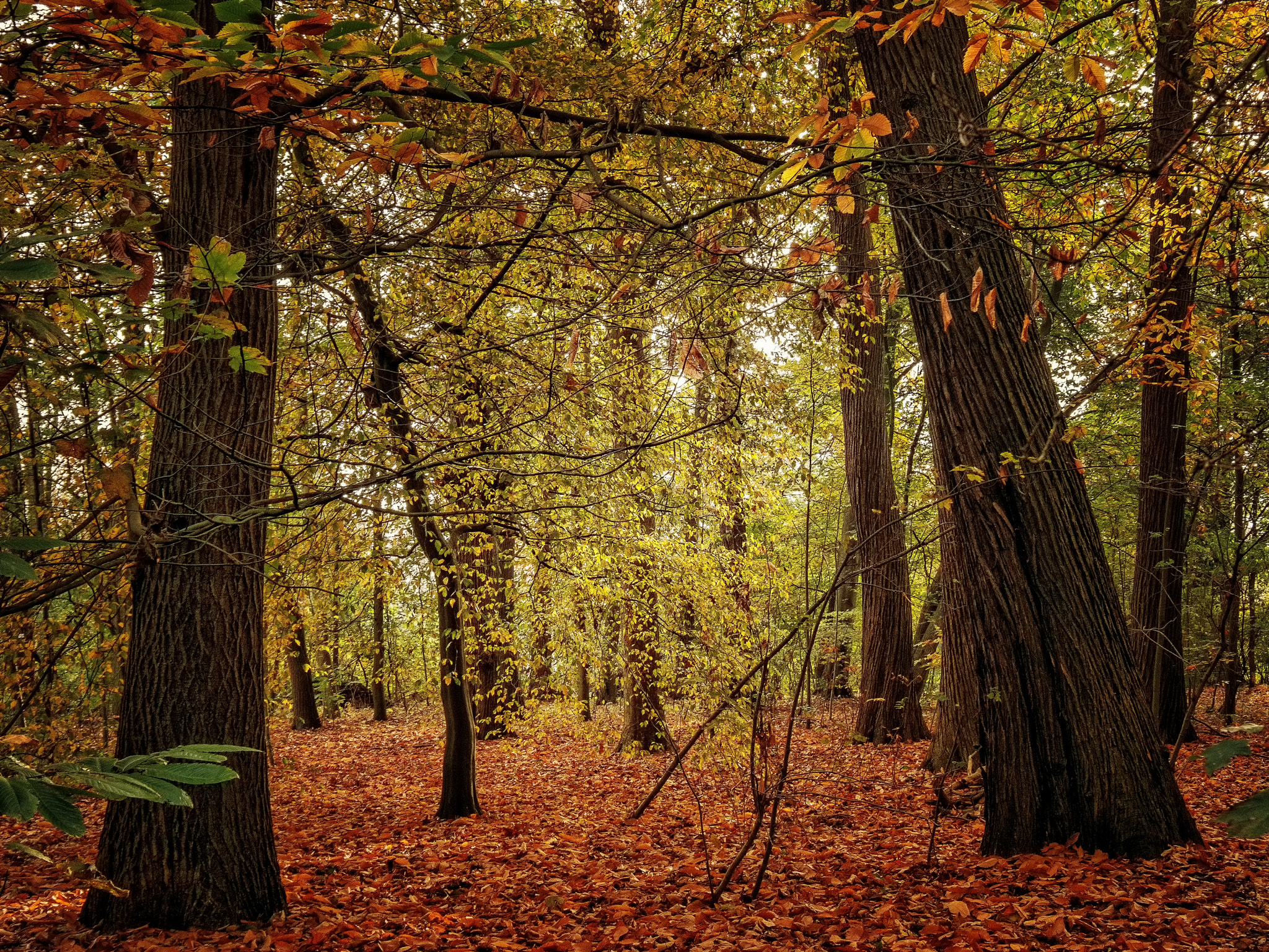 Canon EF 16-35mm F4L IS USM sample photo. Light in the forest photography