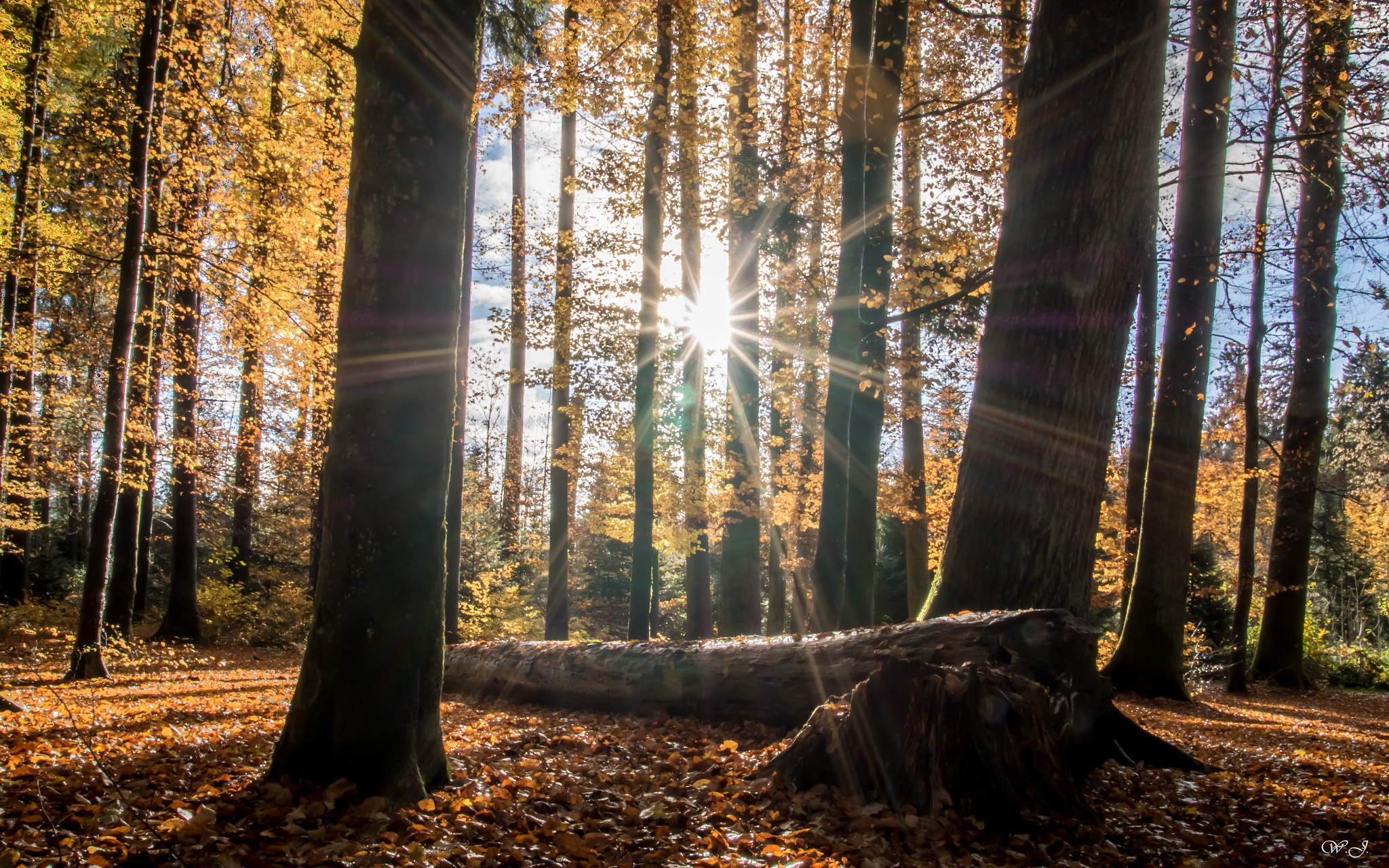 Sony ILCA-77M2 sample photo. Morning magic photography