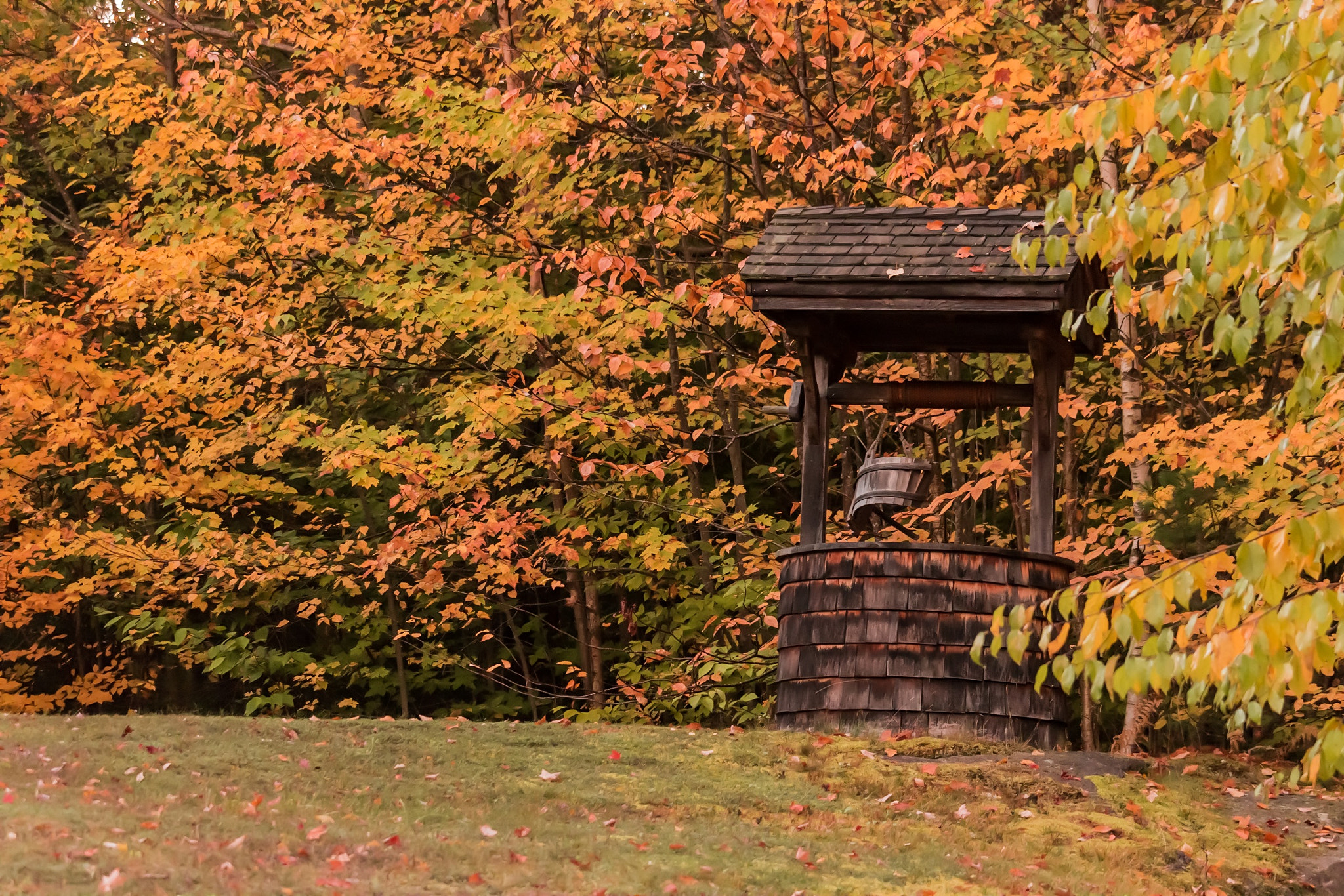 Canon EF-S 55-250mm F4-5.6 IS STM sample photo. The well photography
